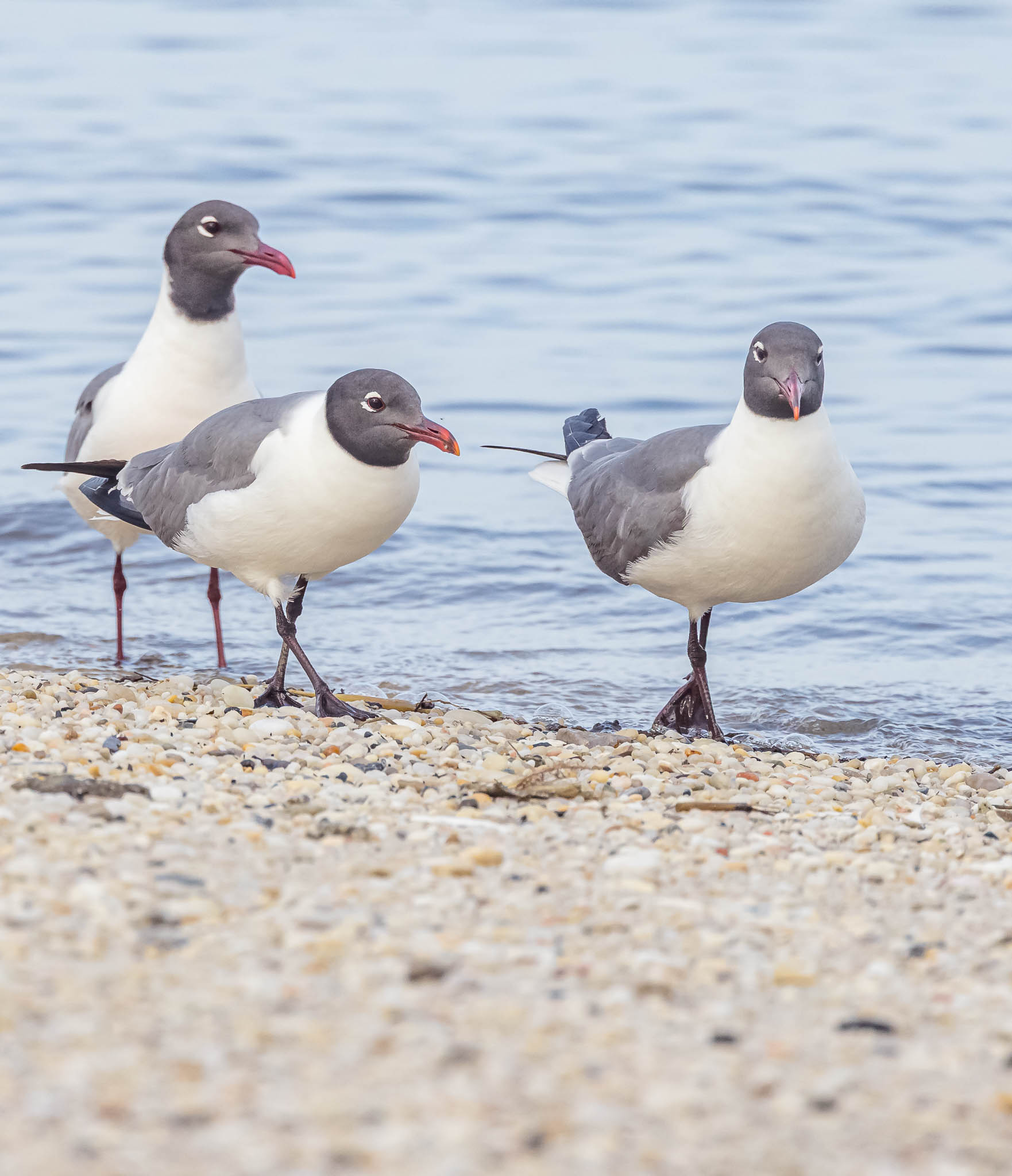 Laughing Gull