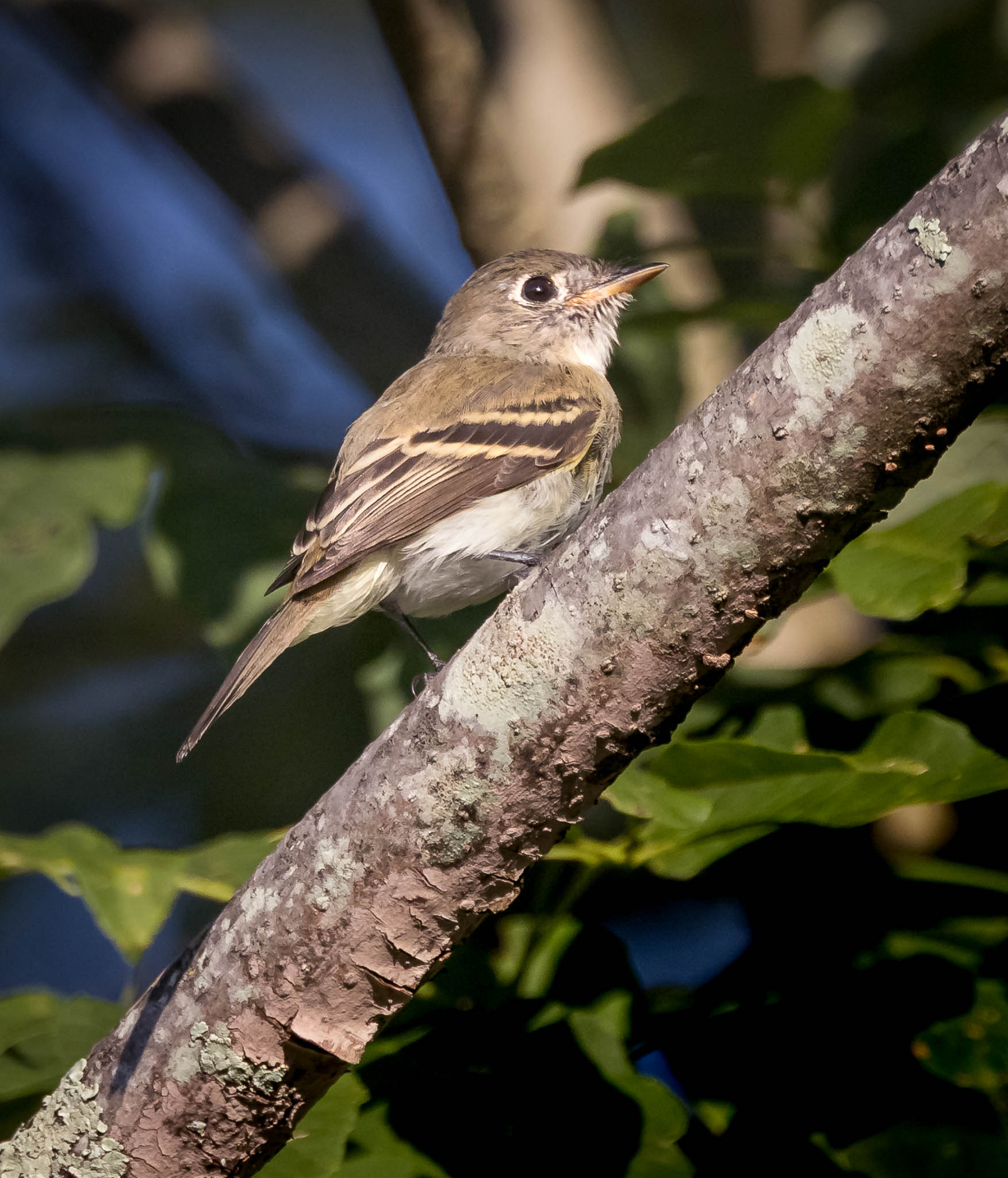 Least Sandpiper