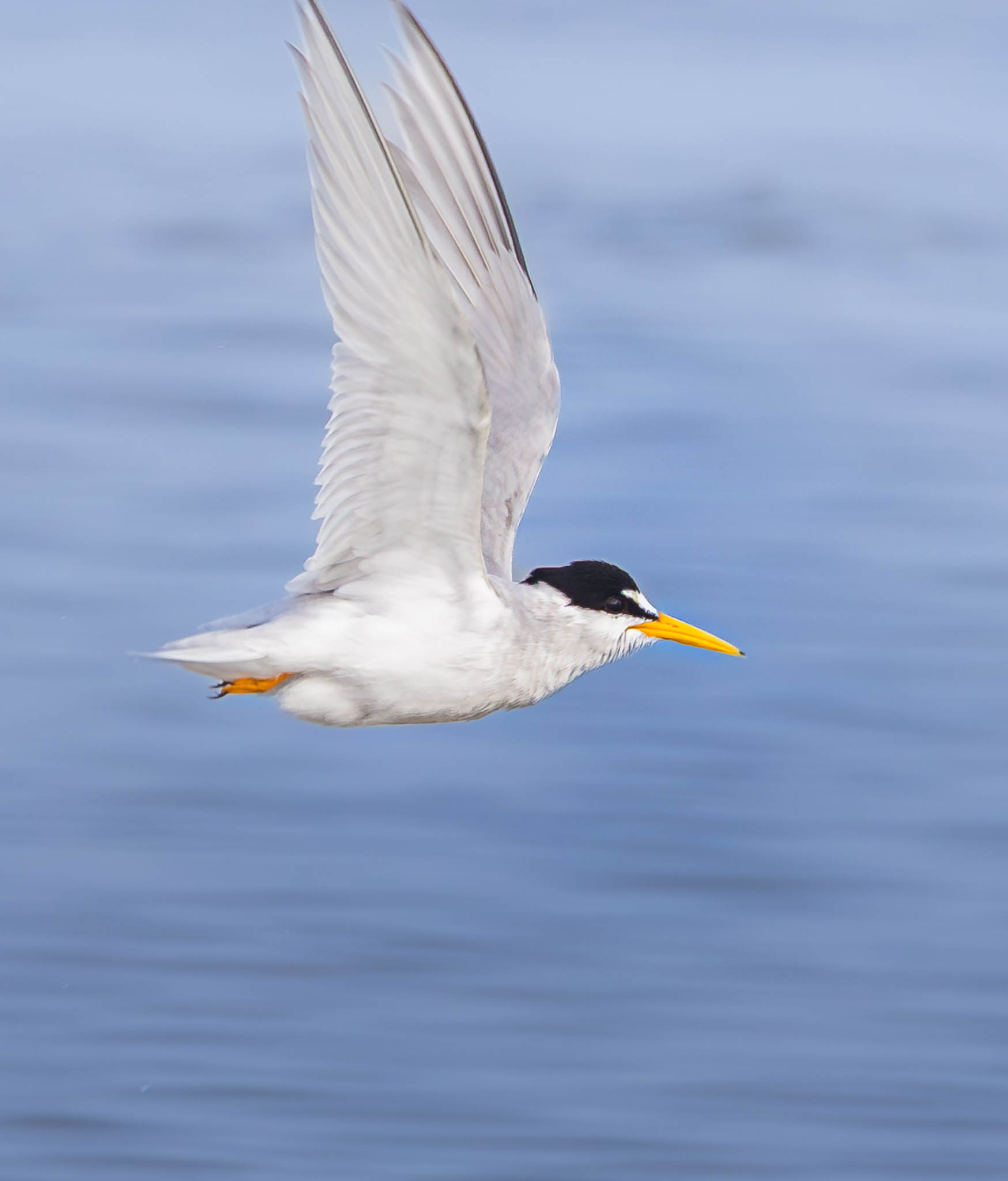 Least Tern