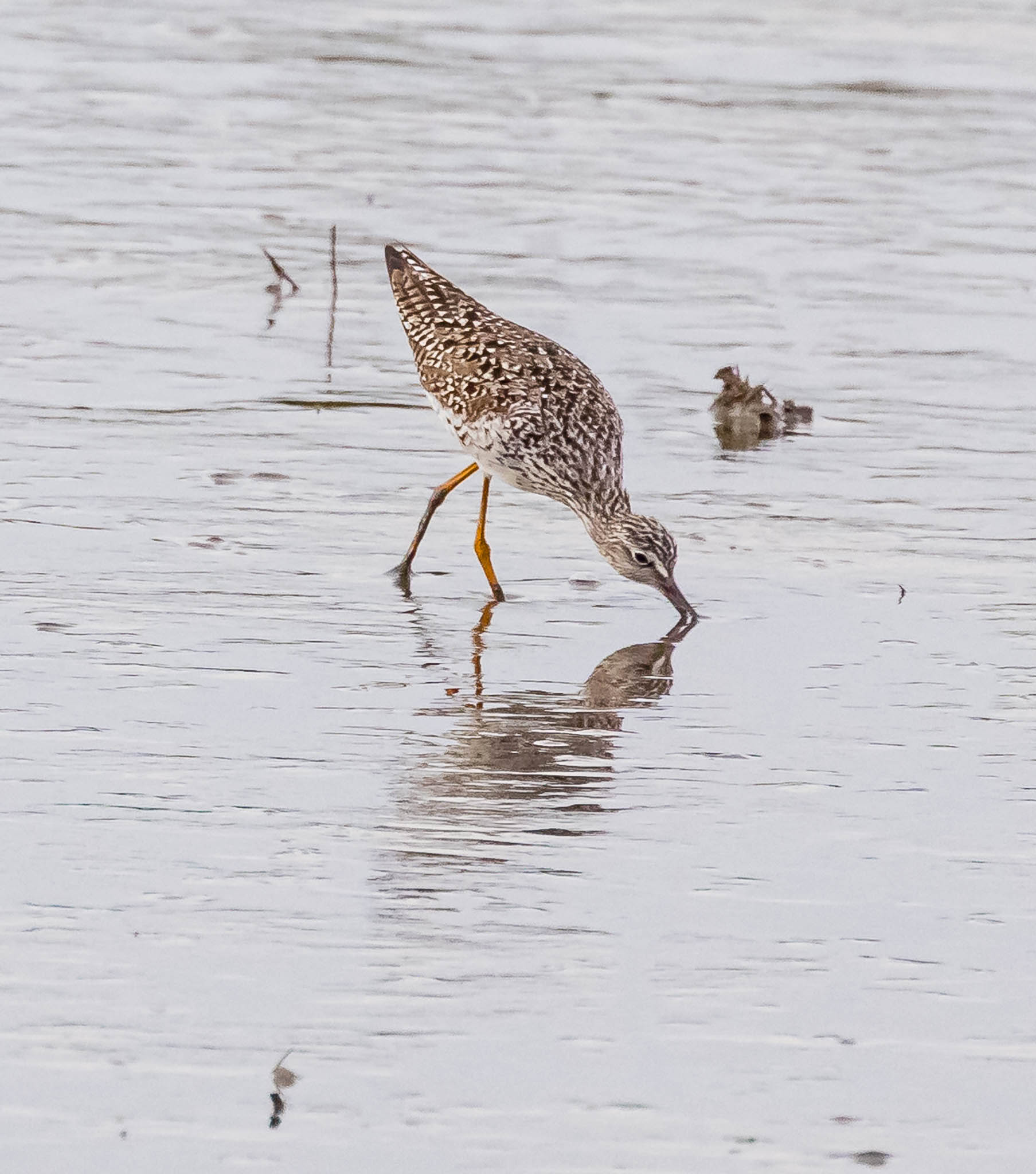 Lesser Yellowlegs