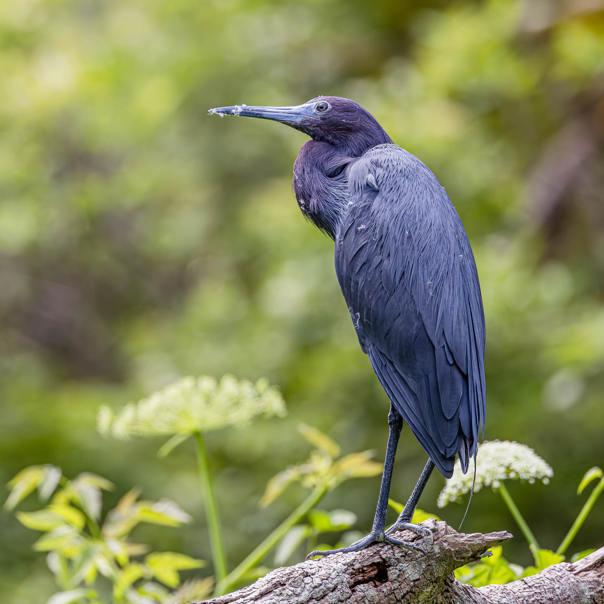 Little Blue Heron