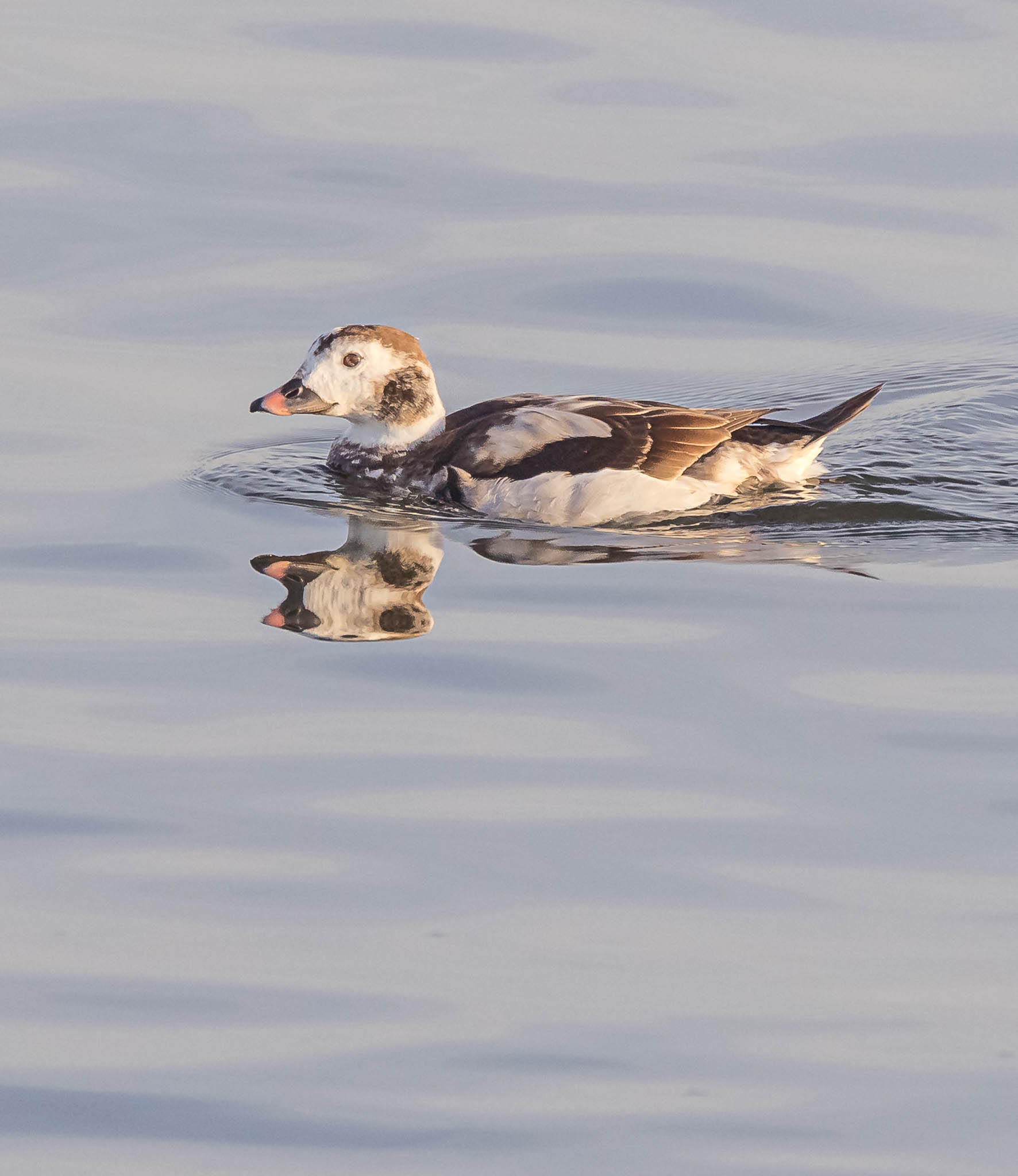 Long-tailed Duck