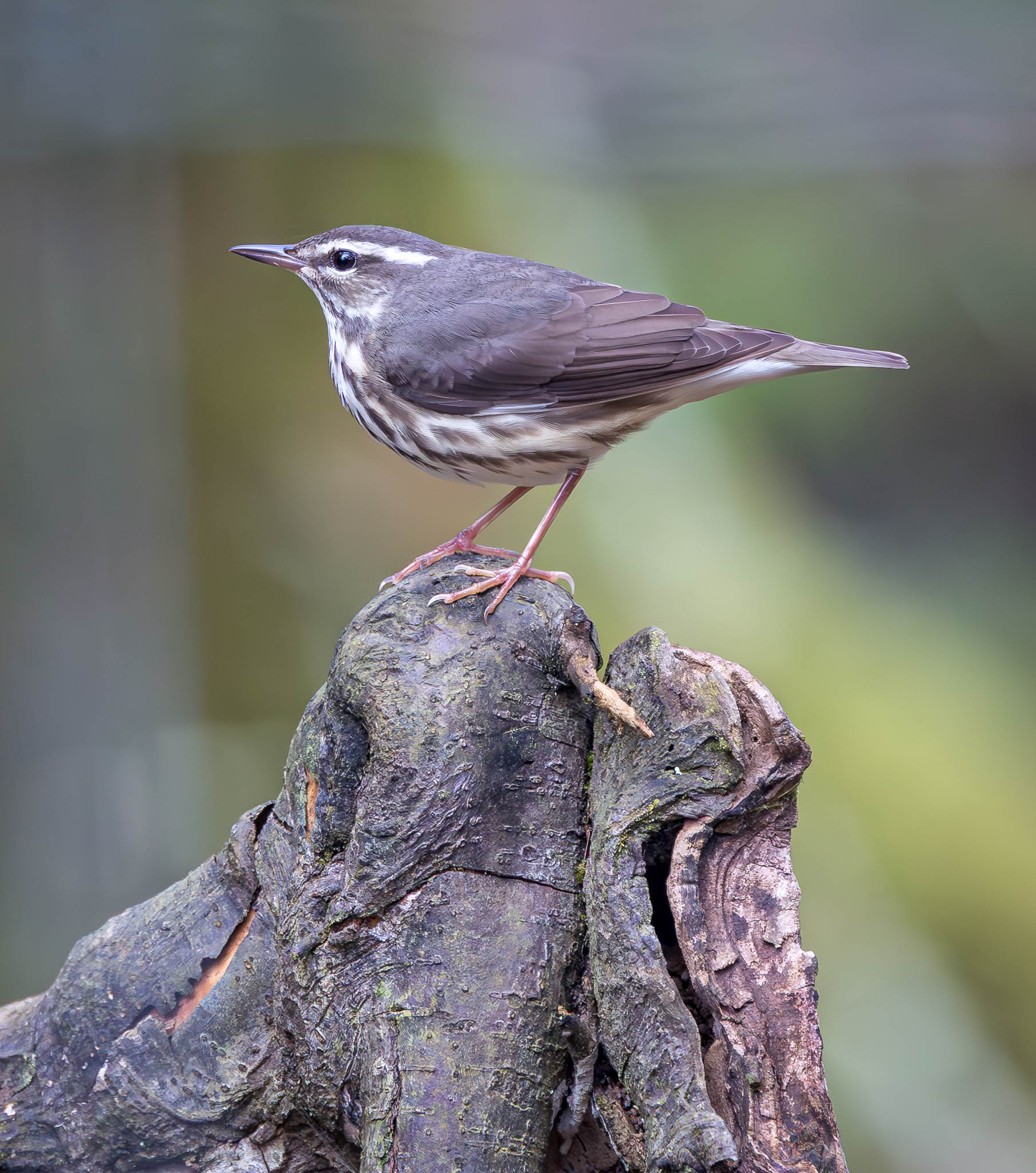 Louisiana Waterthrush
