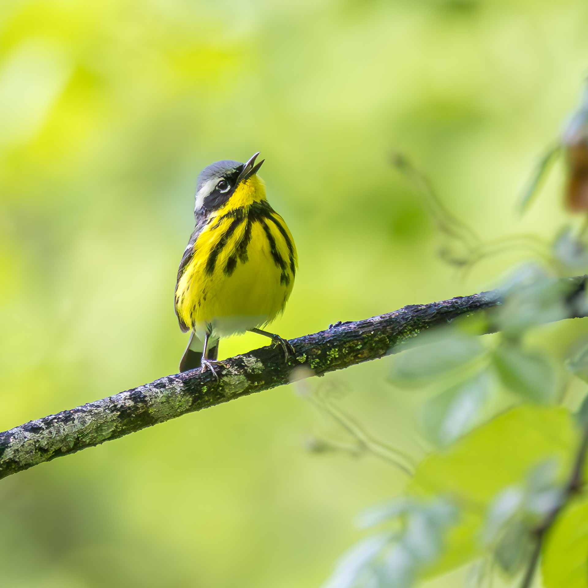 Magnolia Warbler