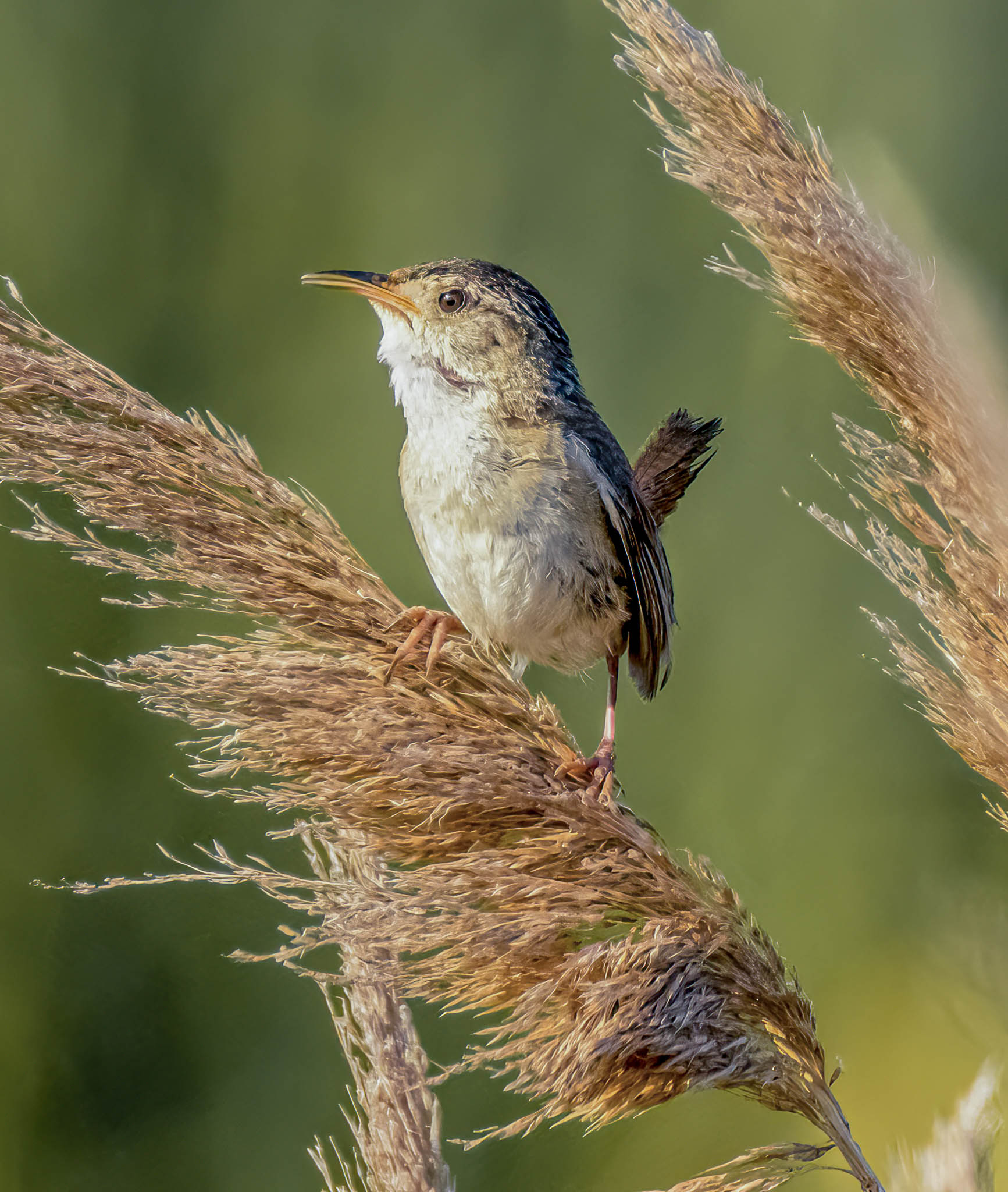 Marsh Wren