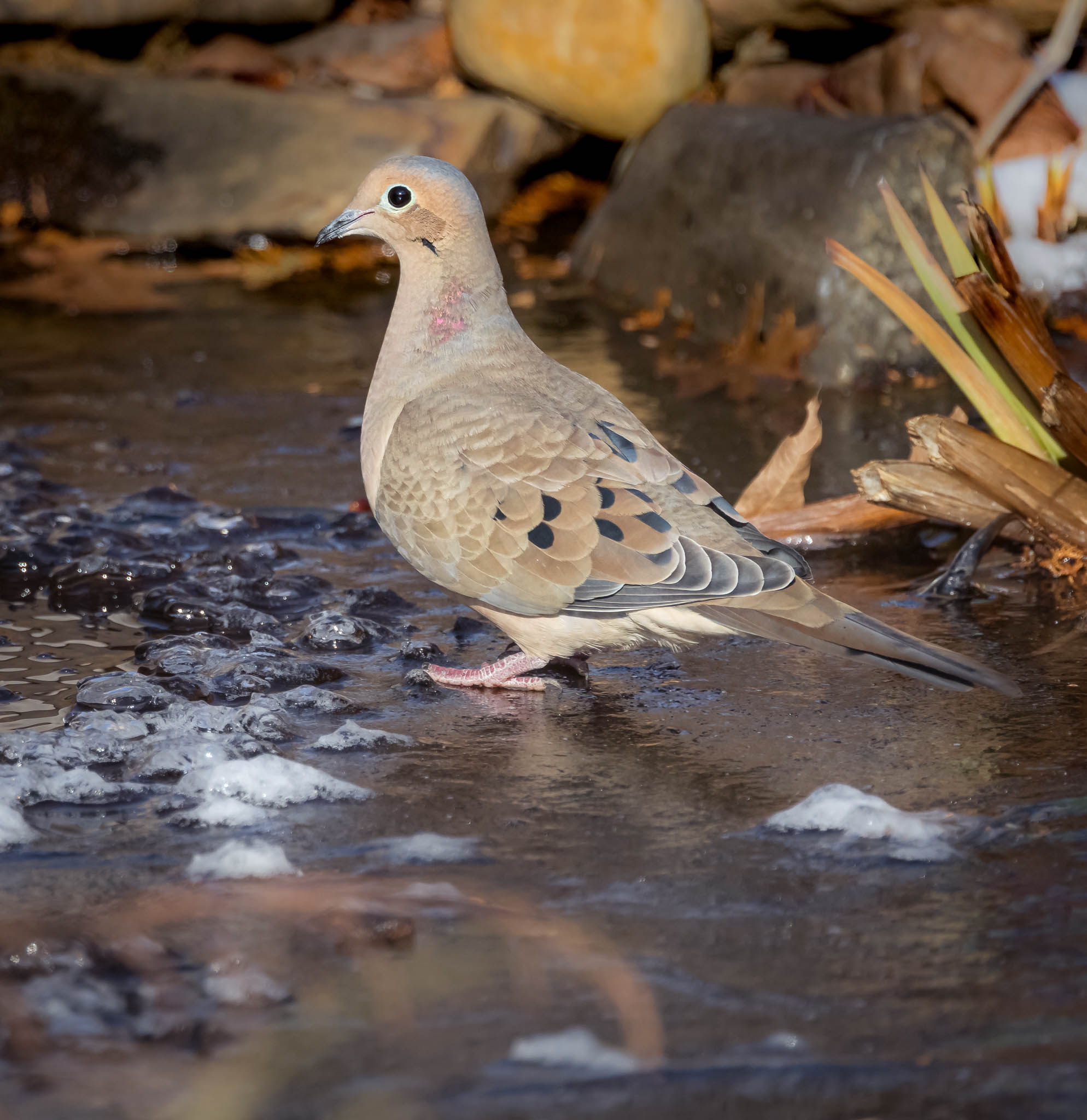 Mourning Dove