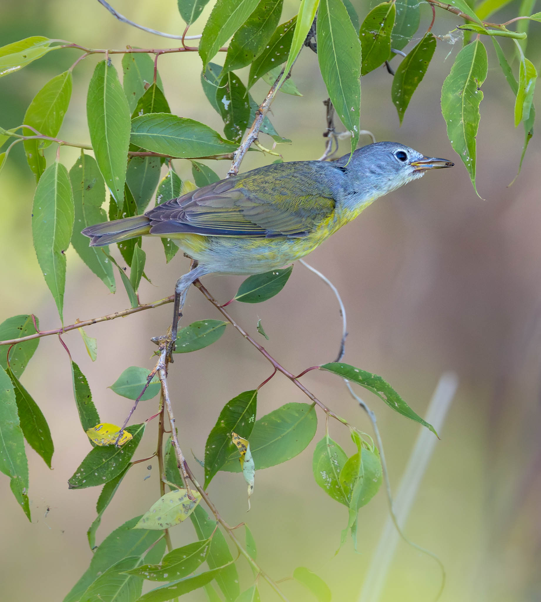 Nashville Warbler