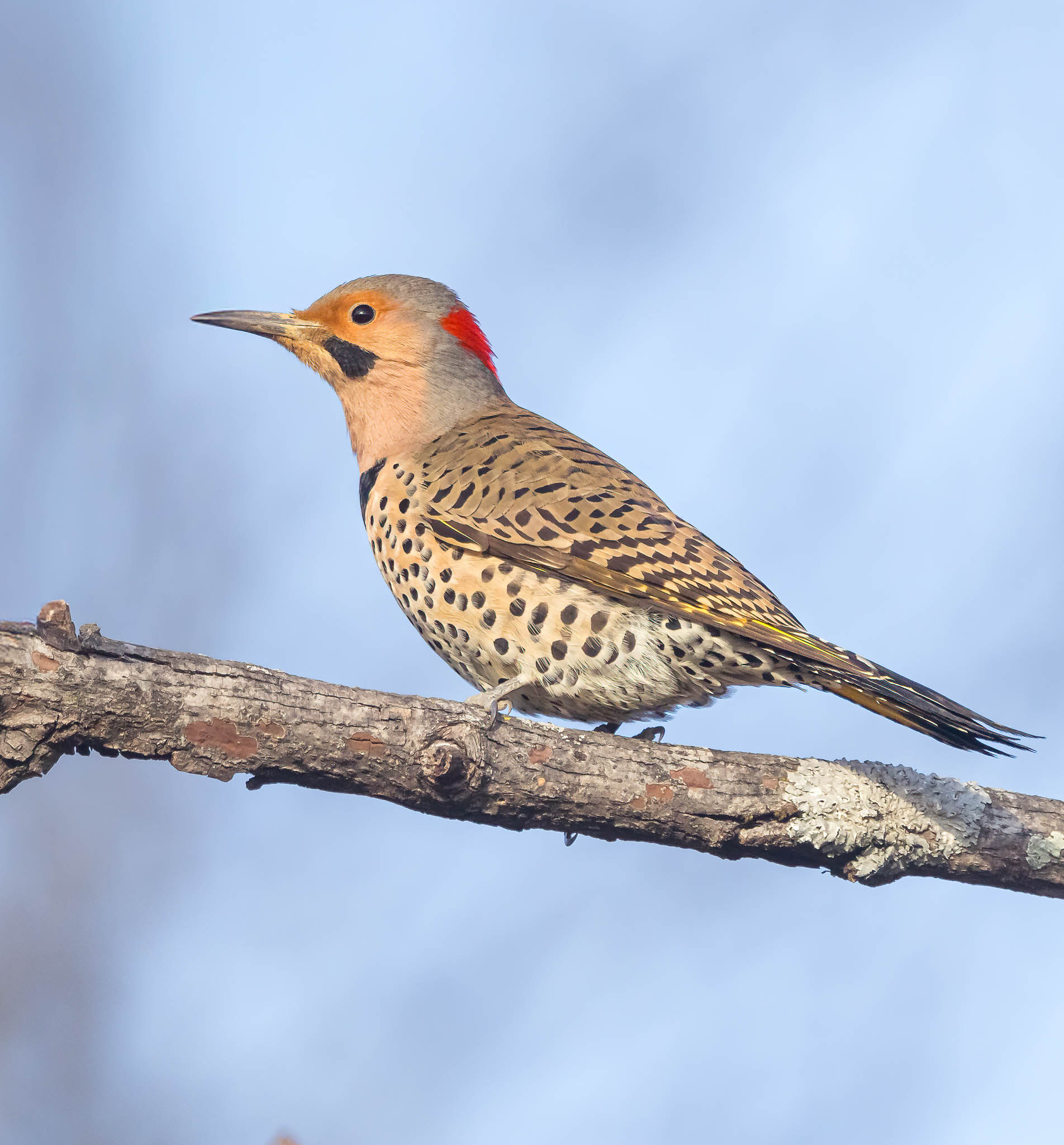 Northern Flicker