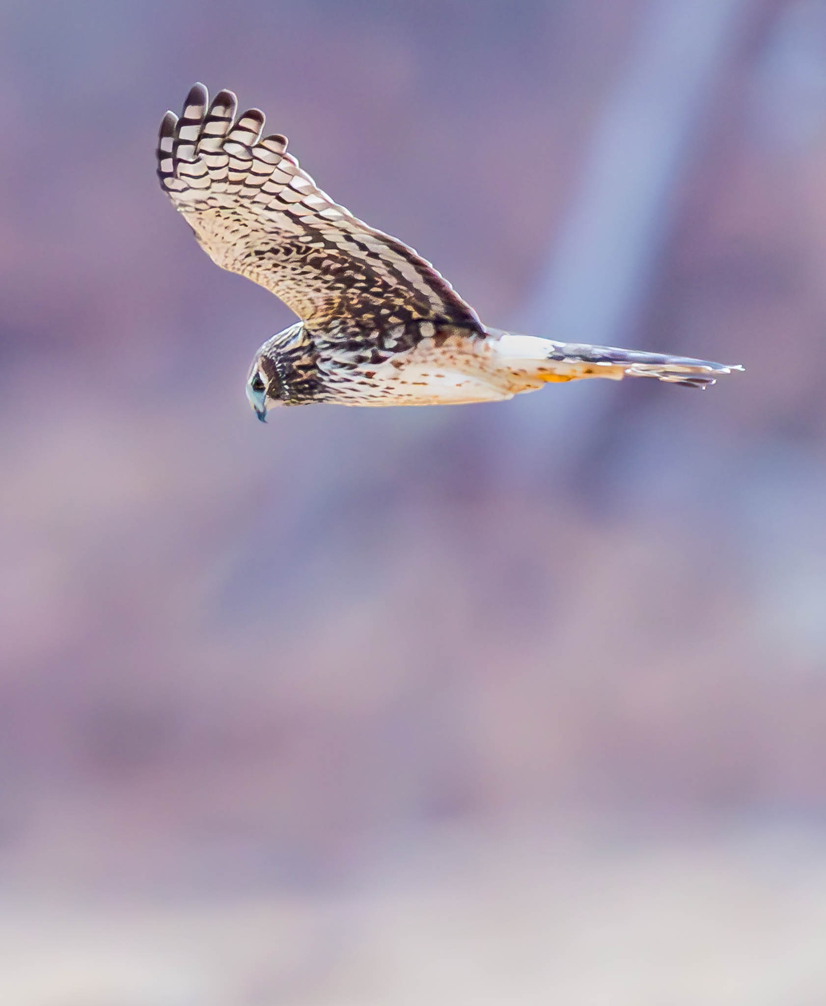 Northern Harrier