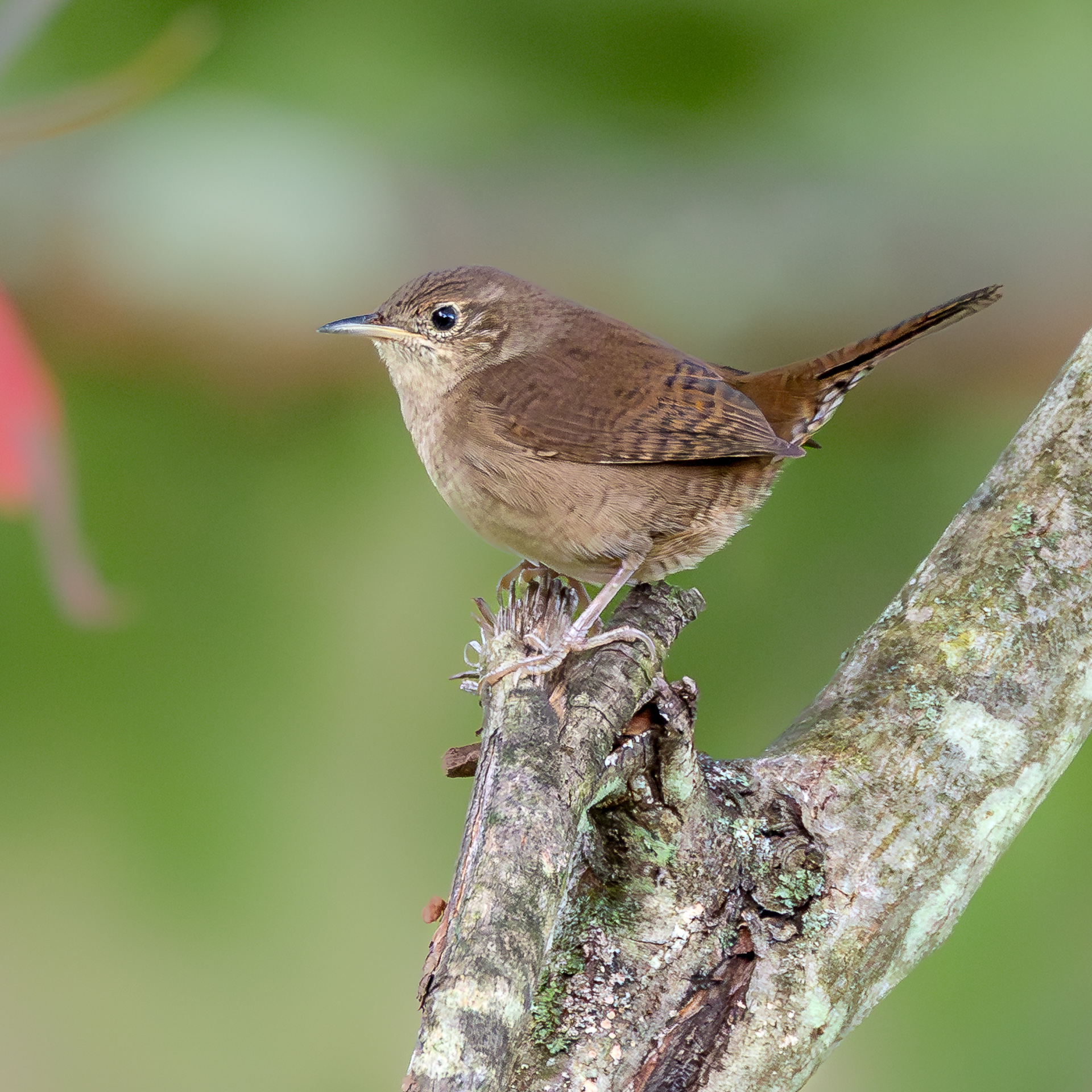 Northern House Wren