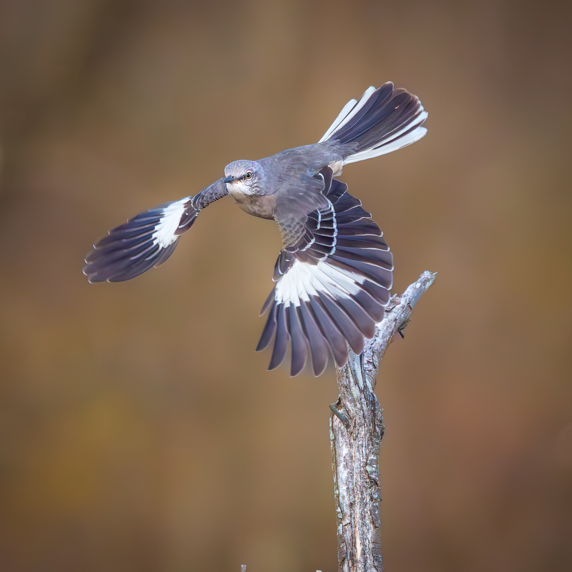 Northern Mockingbird