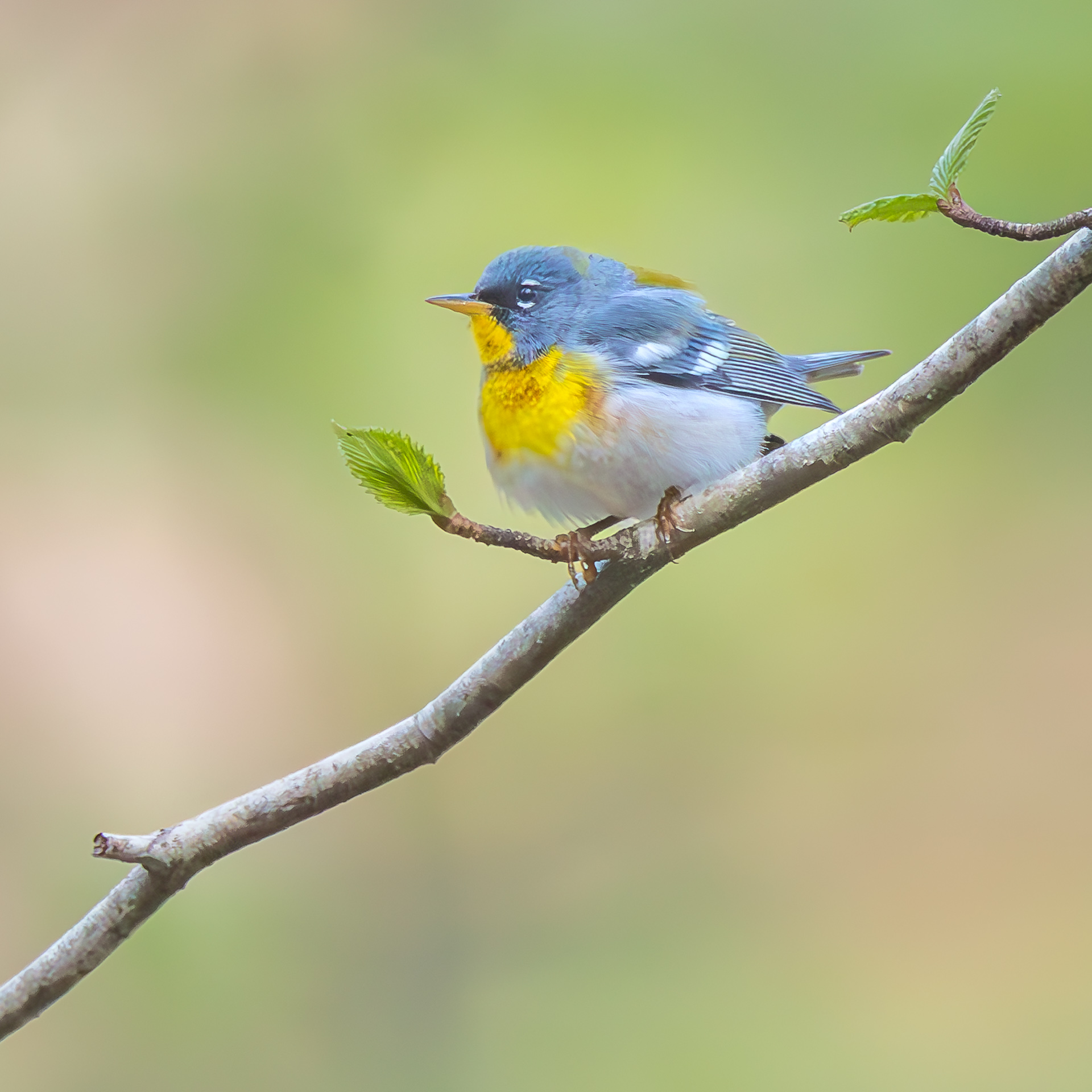 Northern Parula