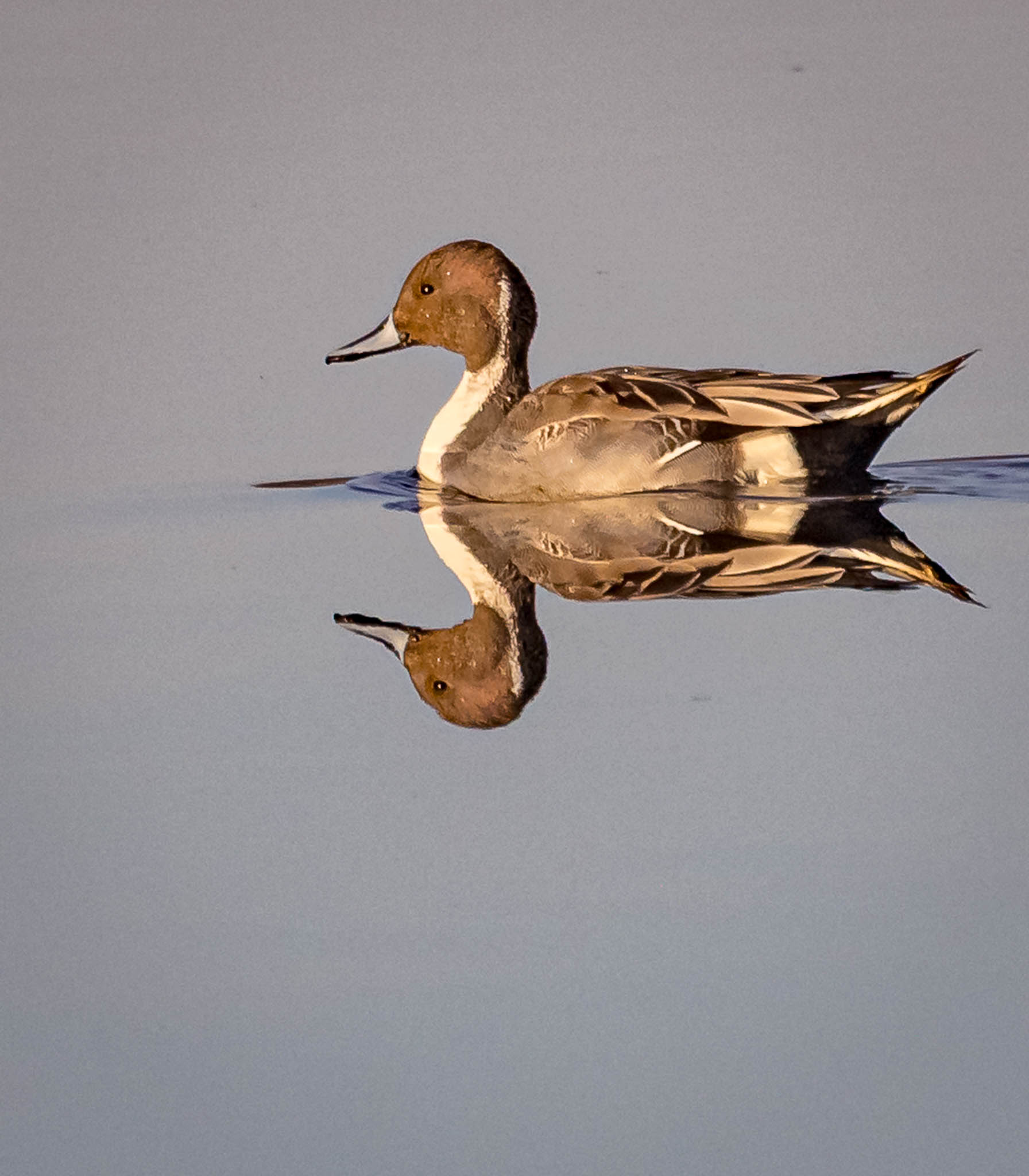 Northern Pintail