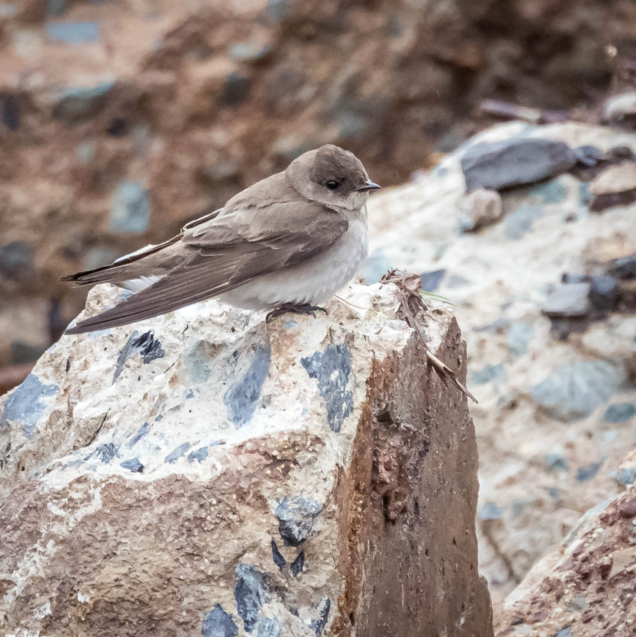 Northern Rough-winged Warbler