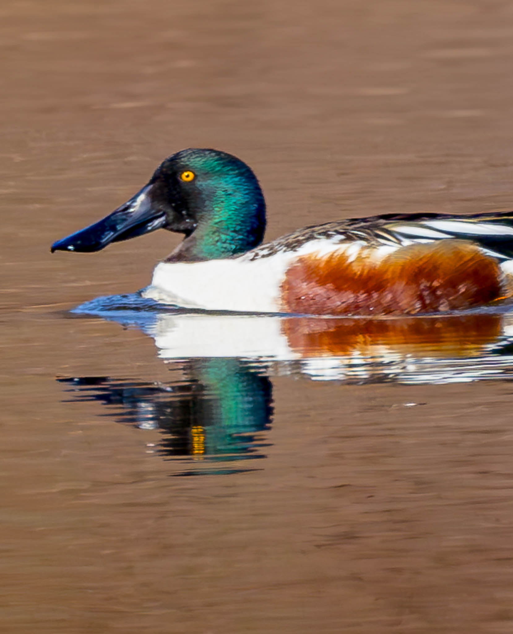 Northern Shoveler