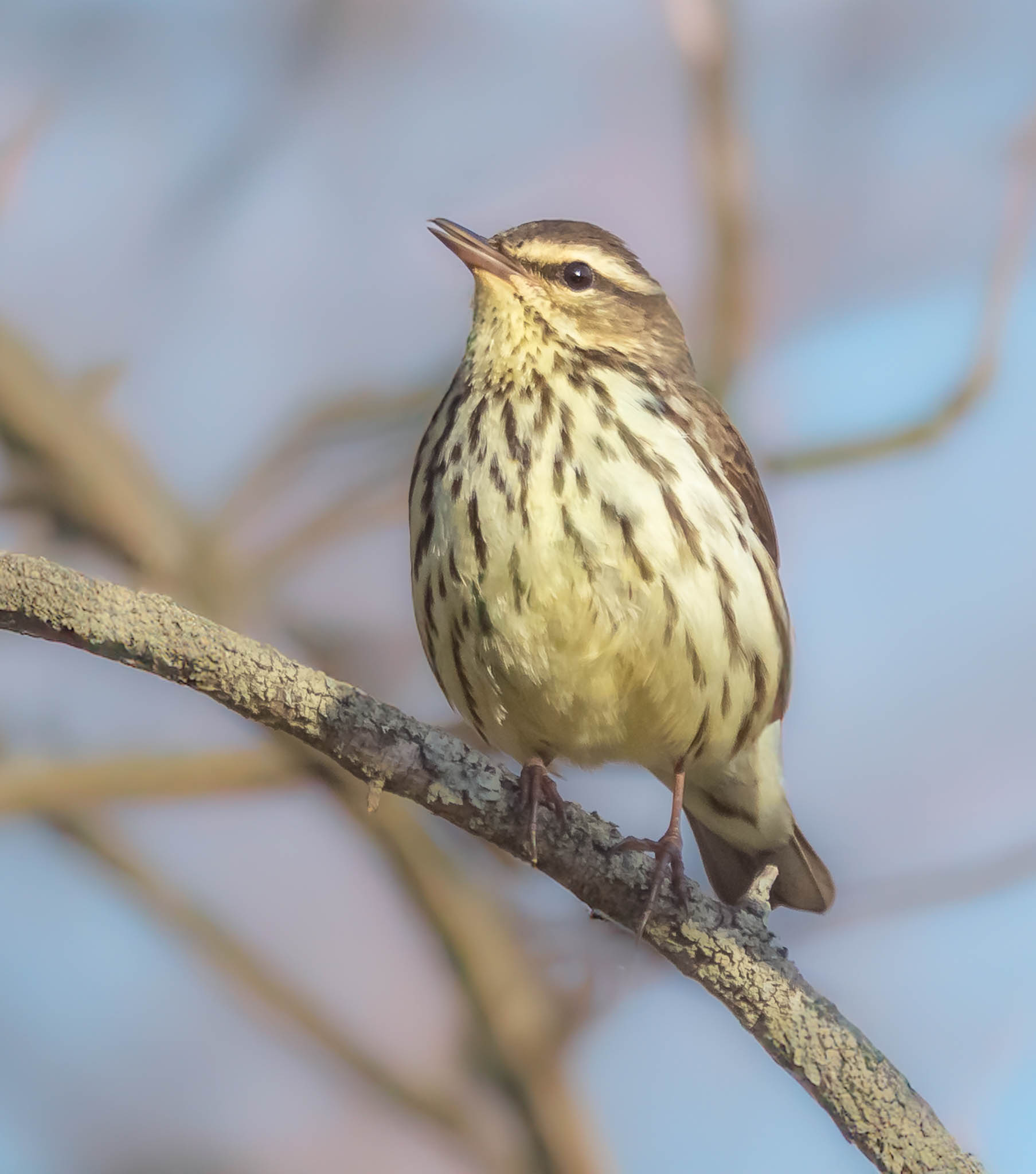 Northern Waterthrush