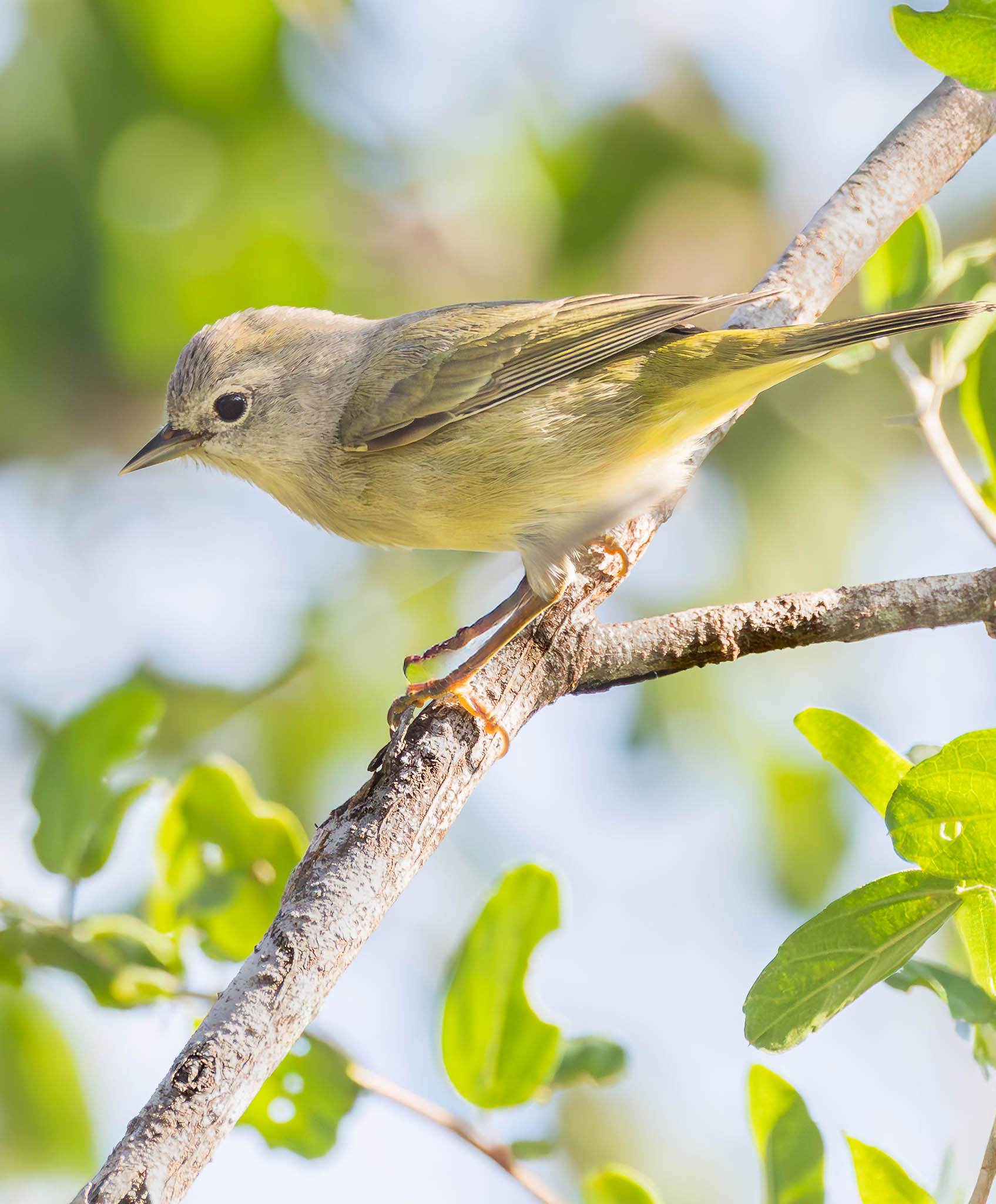 Orange-crowned Warbler