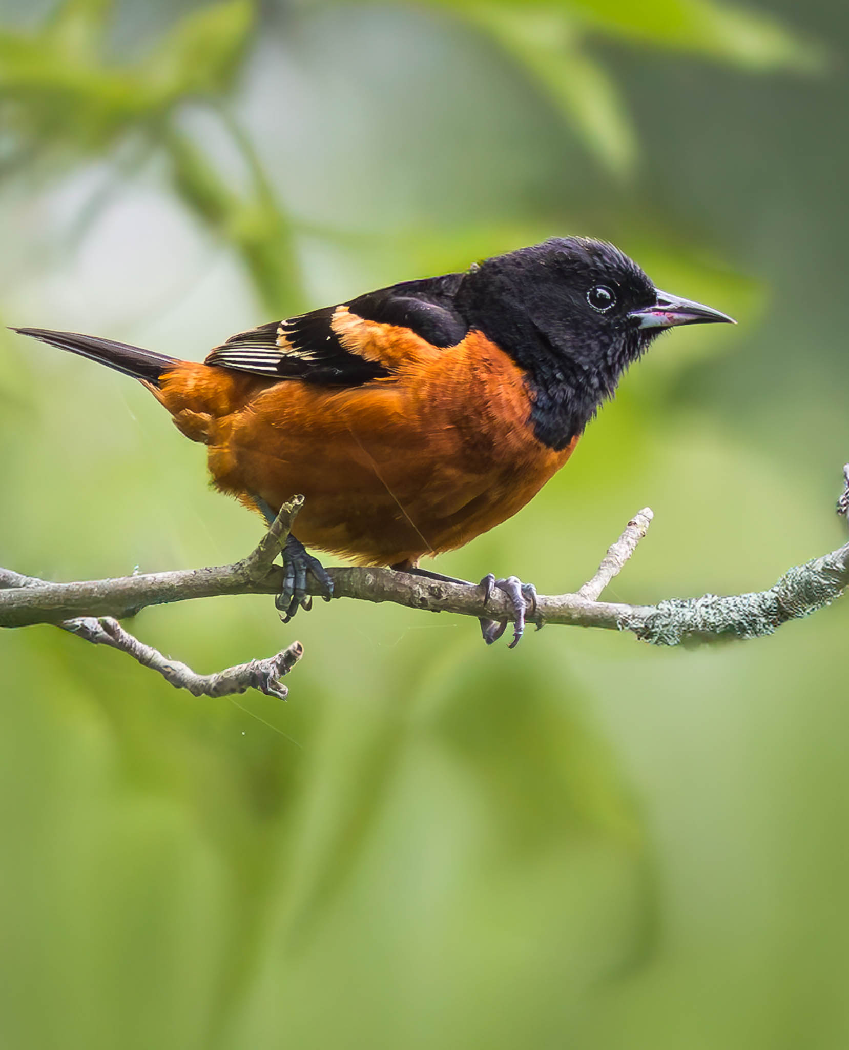 Orchard Oriole