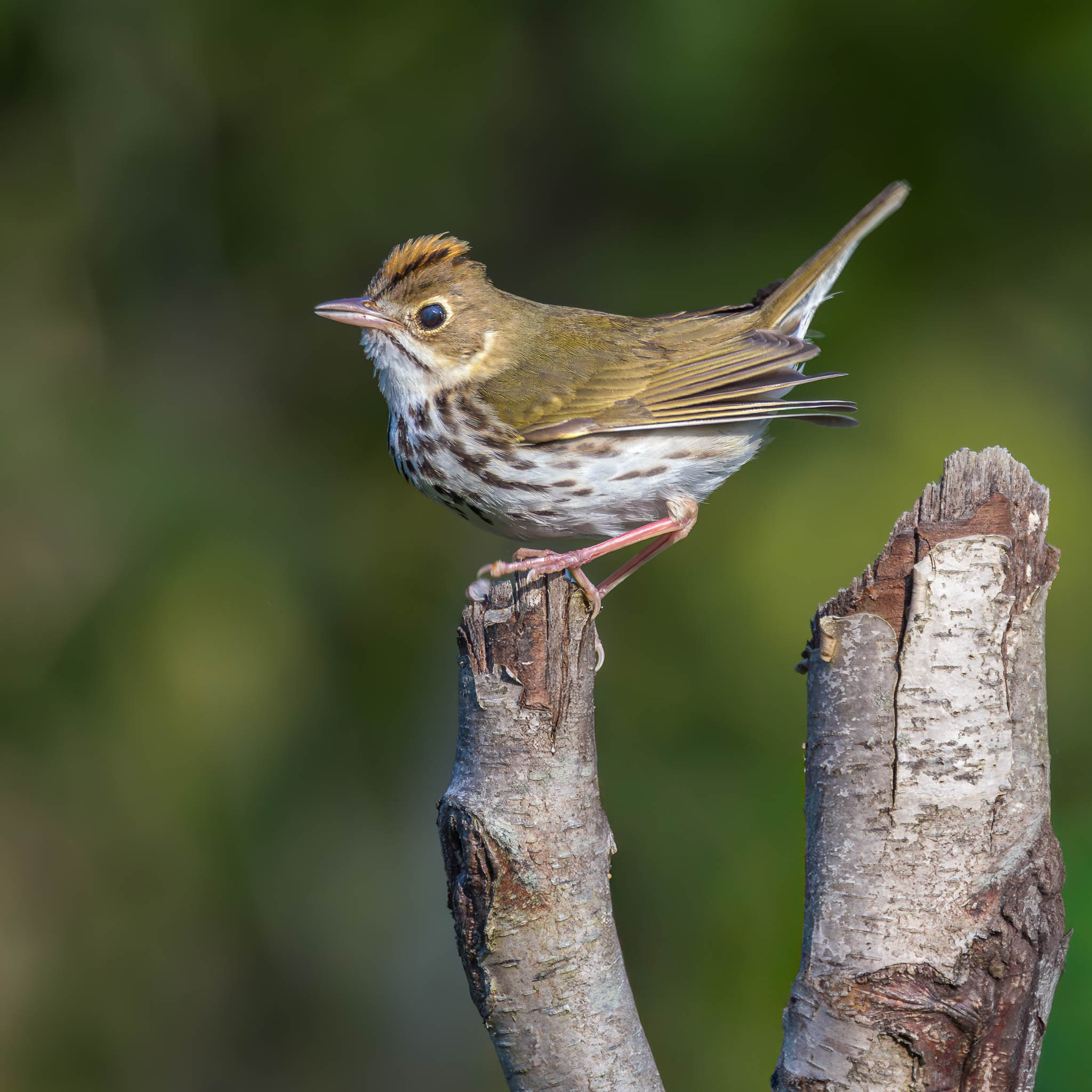 Ovenbird