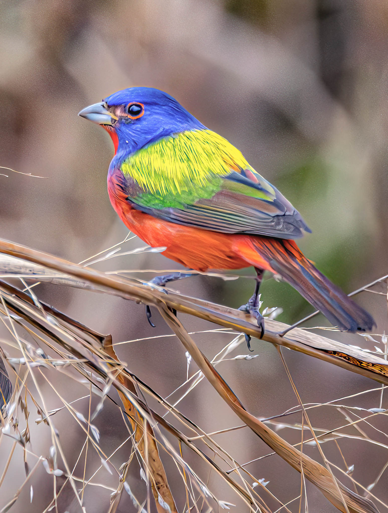Painted Bunting