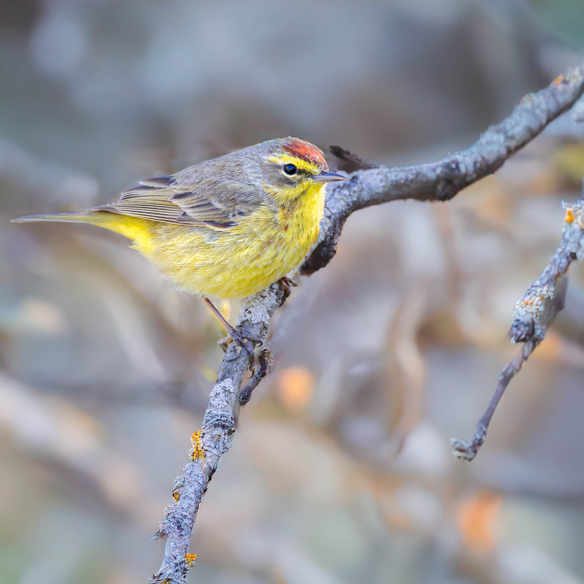 Palm Warbler