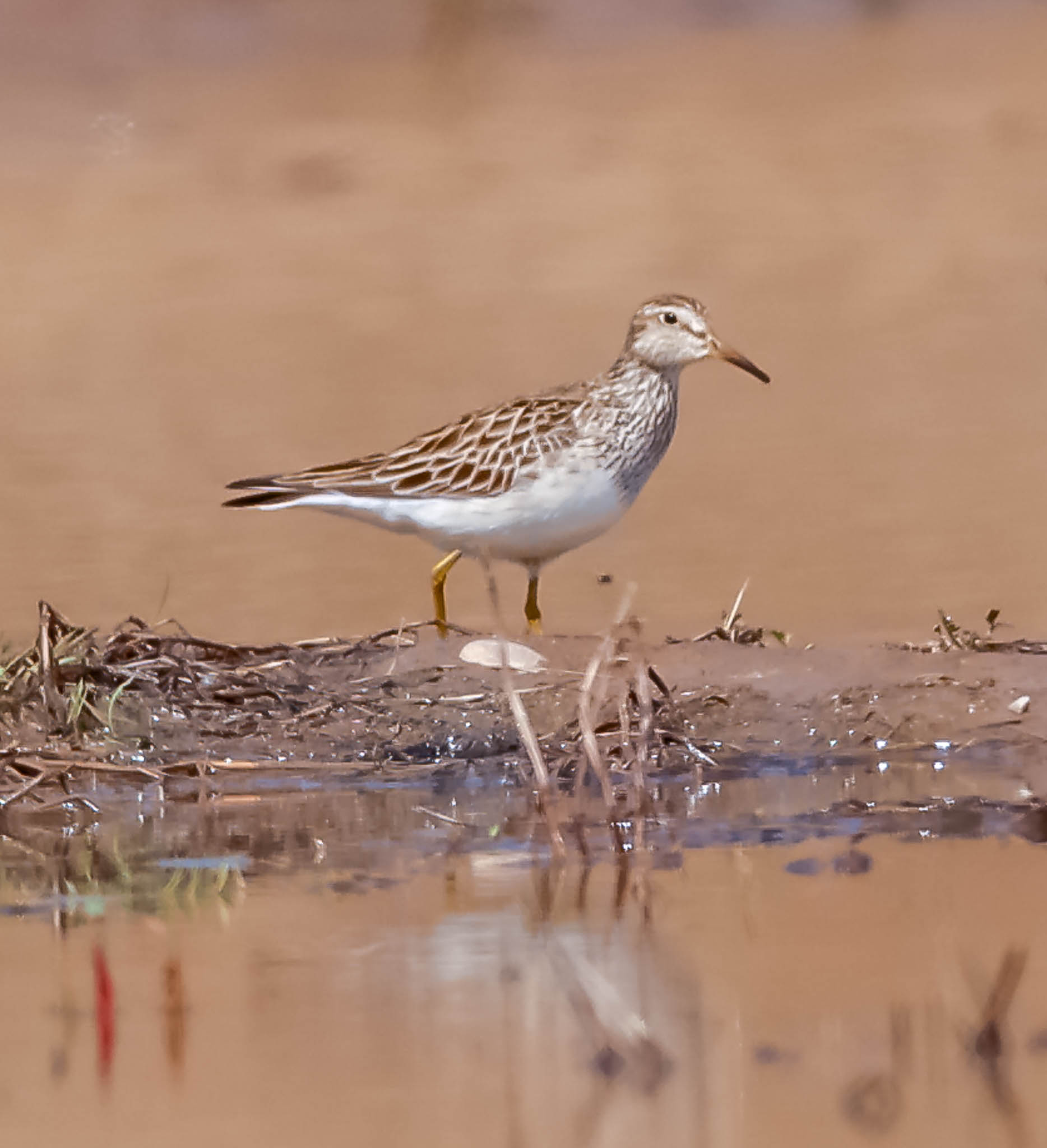 Pectoral Sandpiper