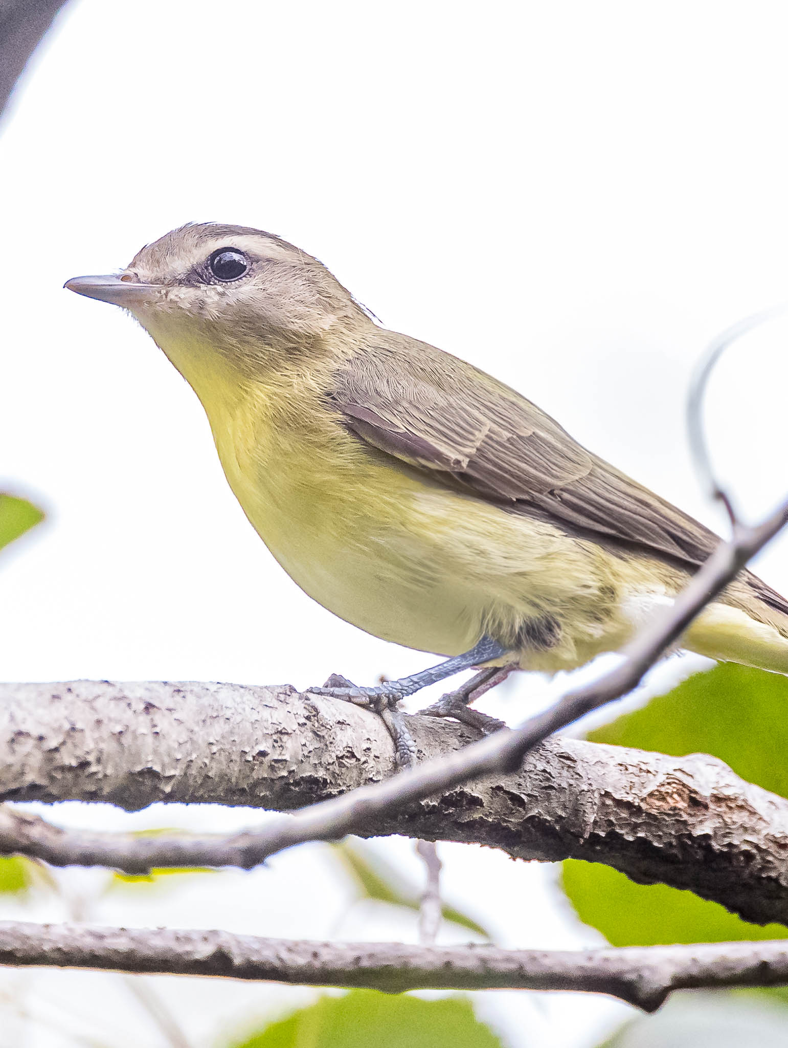 Philadelphia Vireo