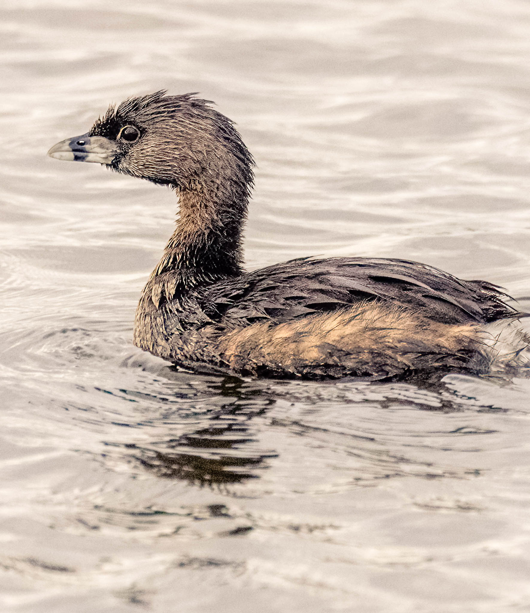 Pied-billed Grebe