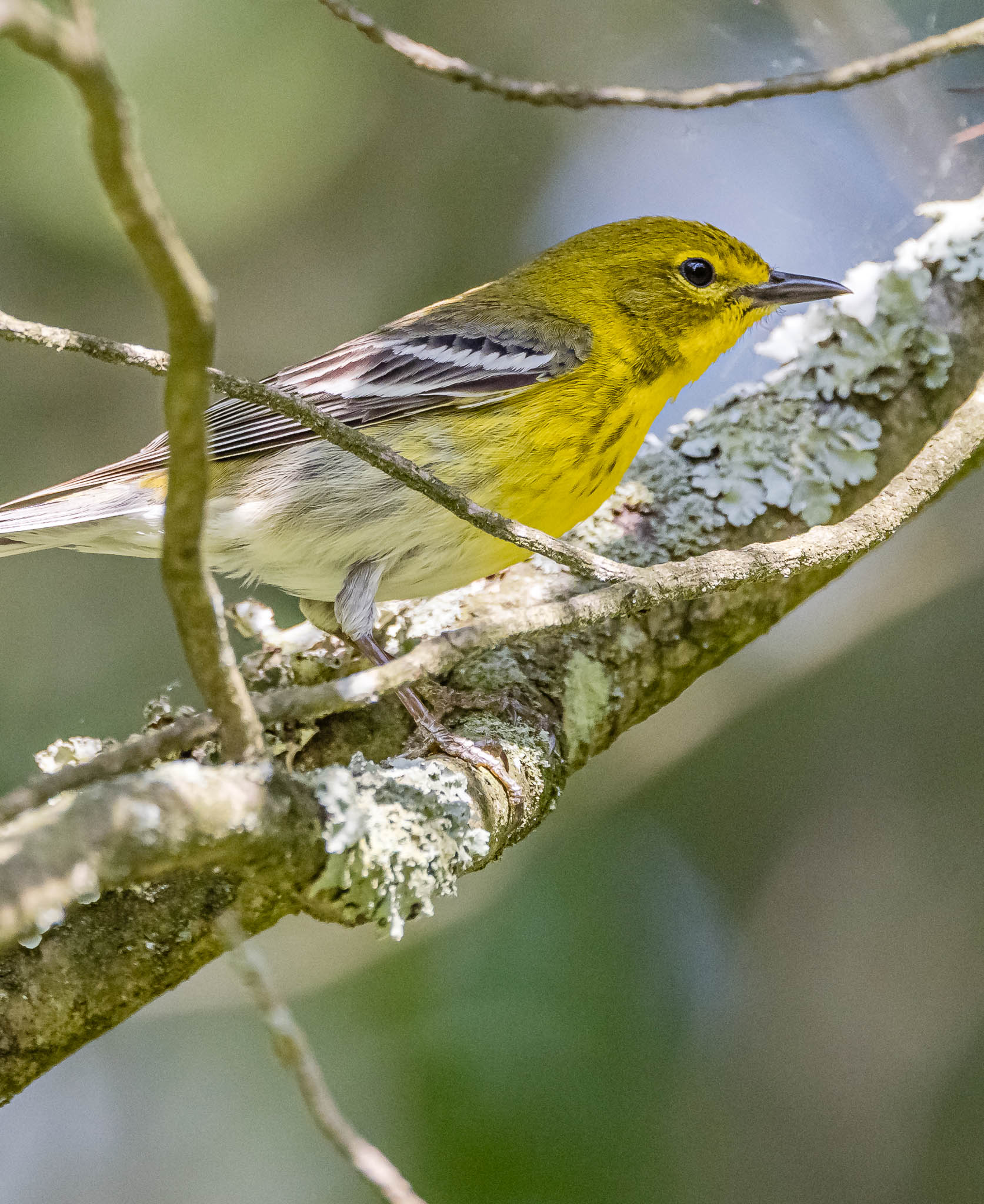Pine Warbler