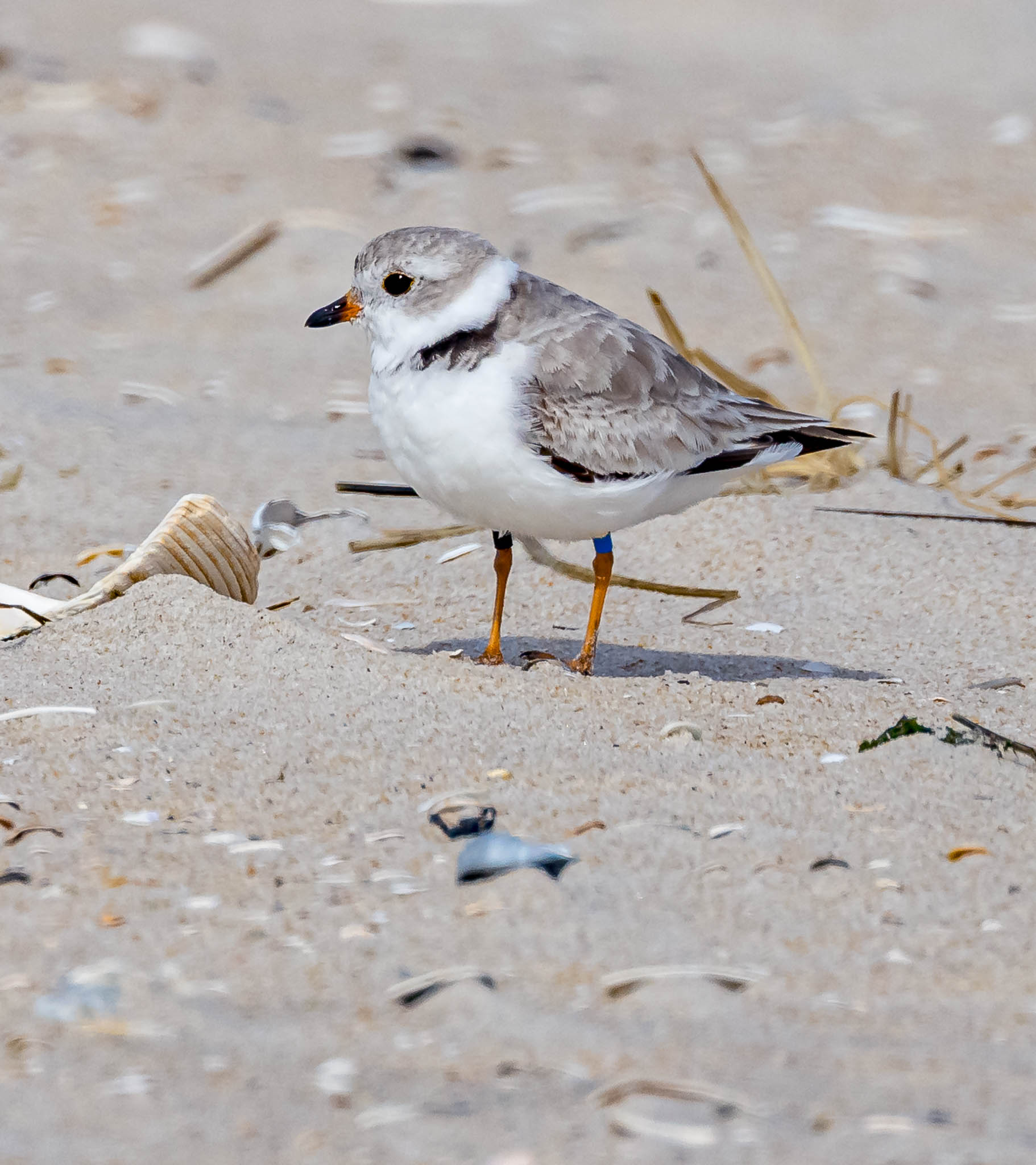 Piping Plover
