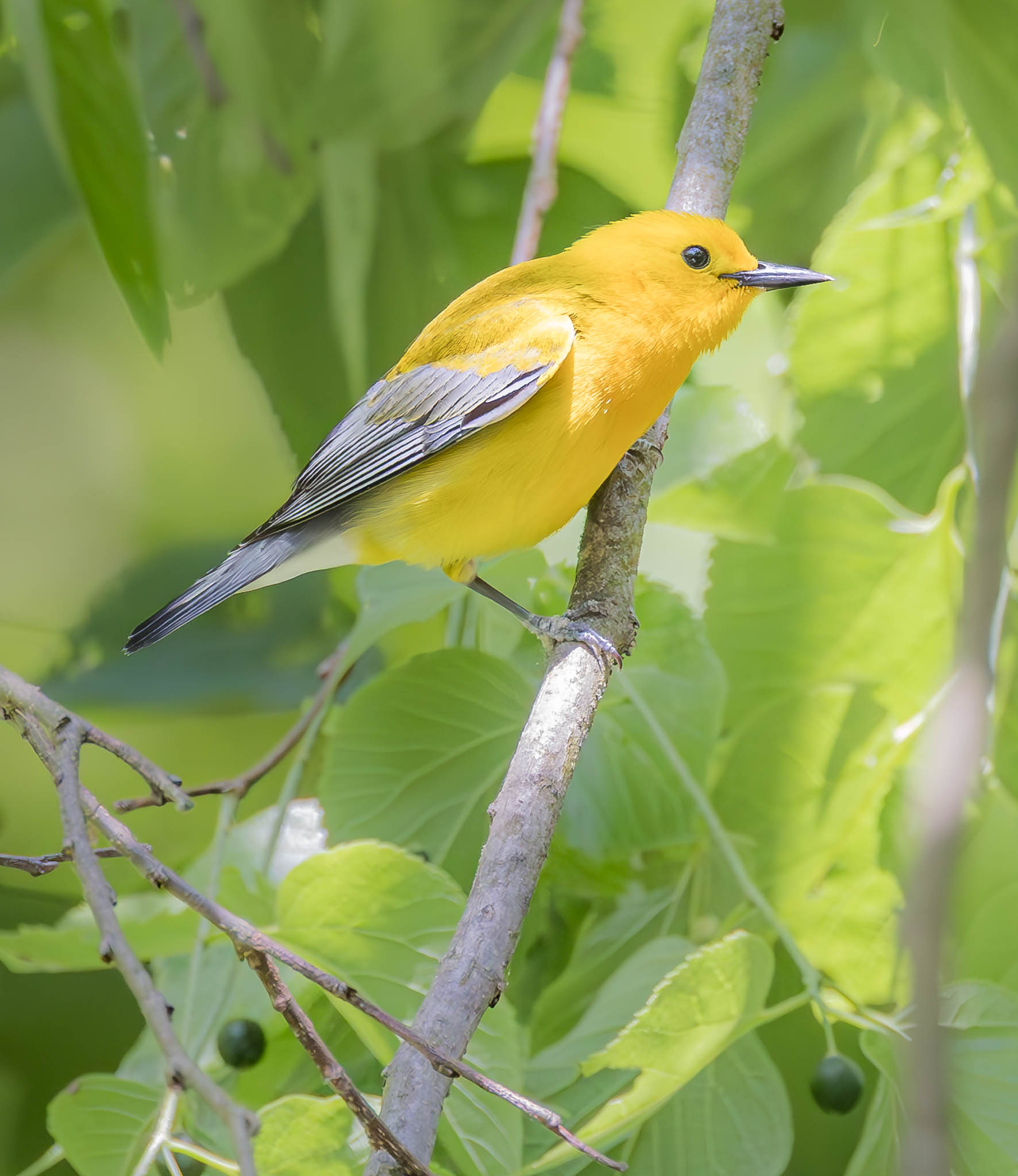 Prothonotary Warbler