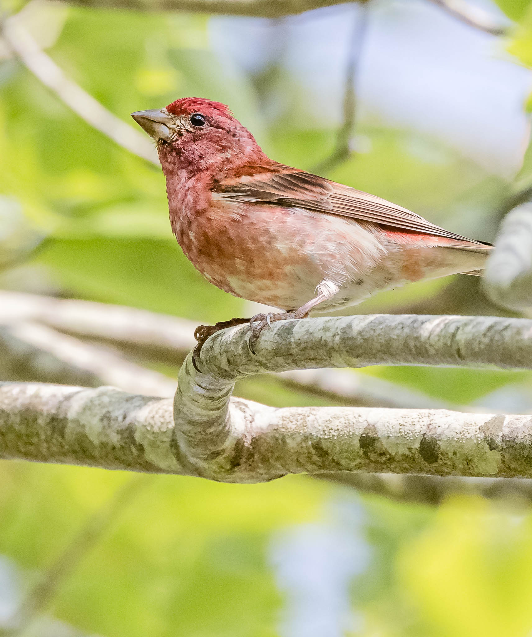 Purple Finch