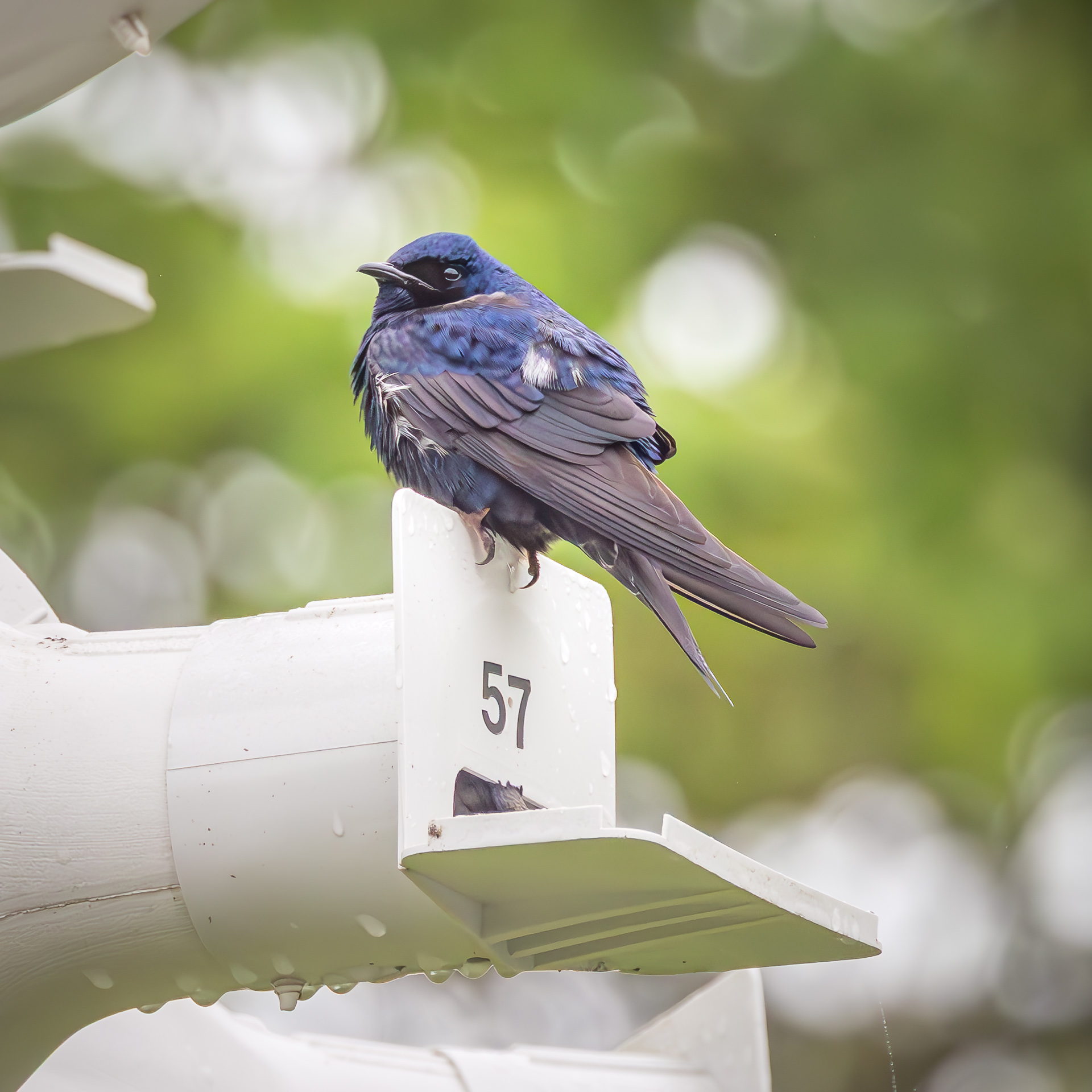 Purple Martin