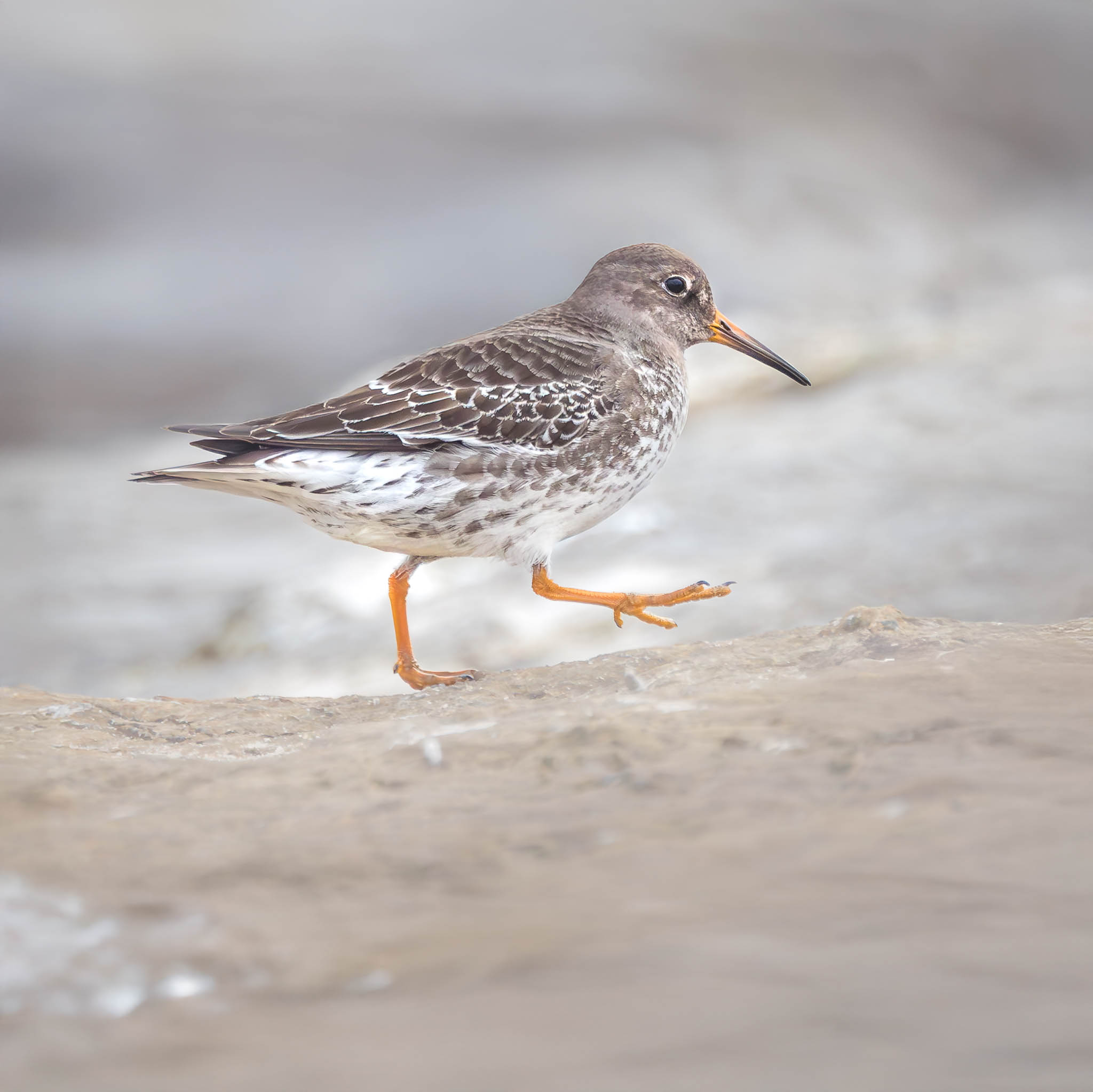 Purple Sandpiper