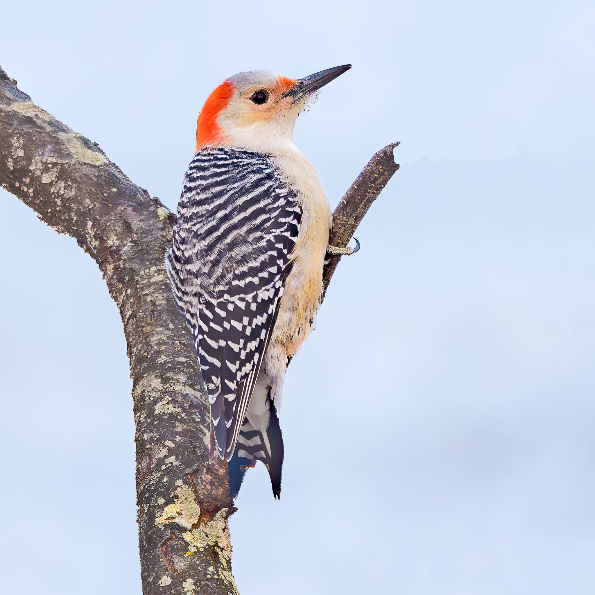 Red-bellied Woodpecker