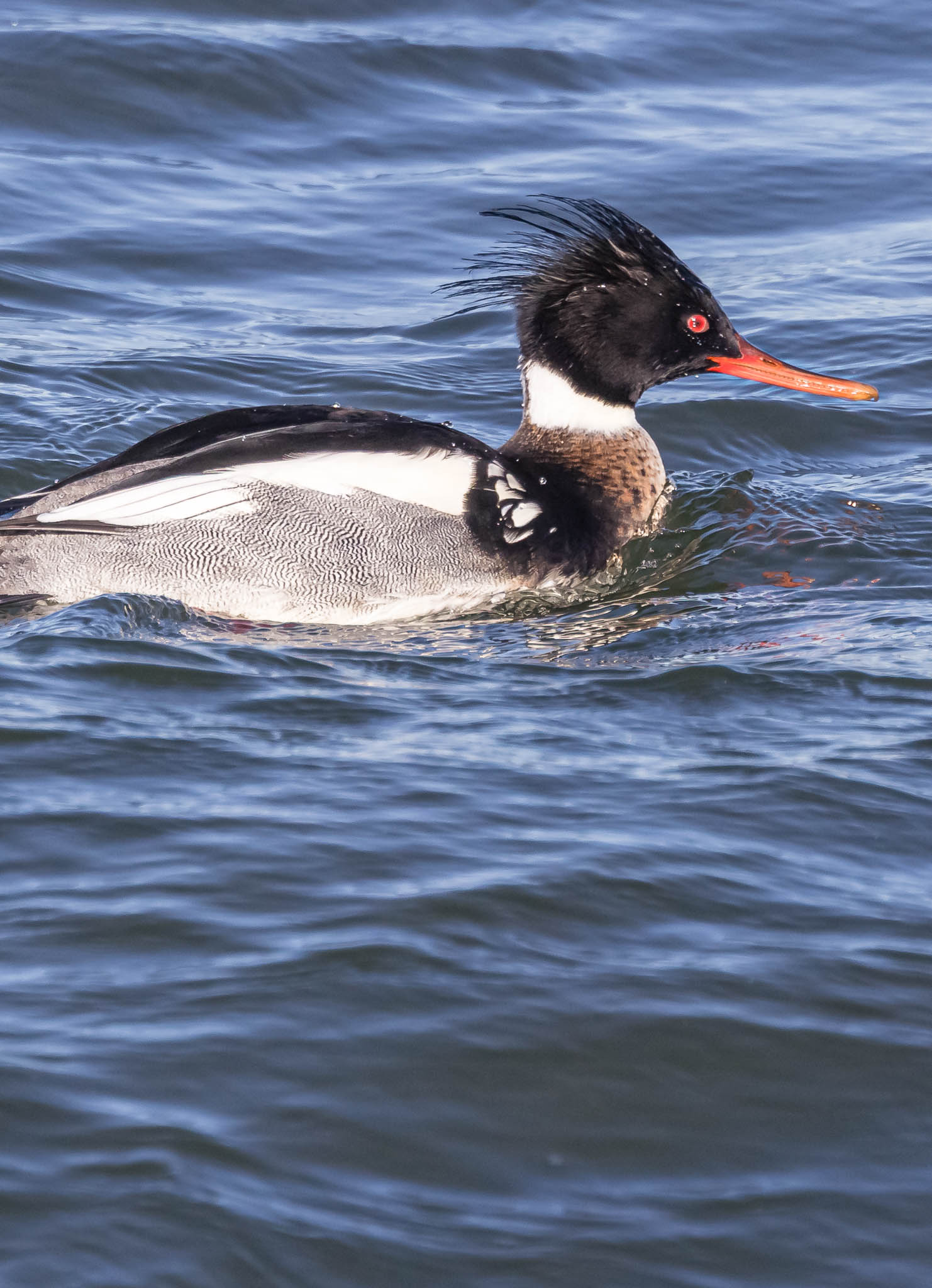 Red-breasted Merganser