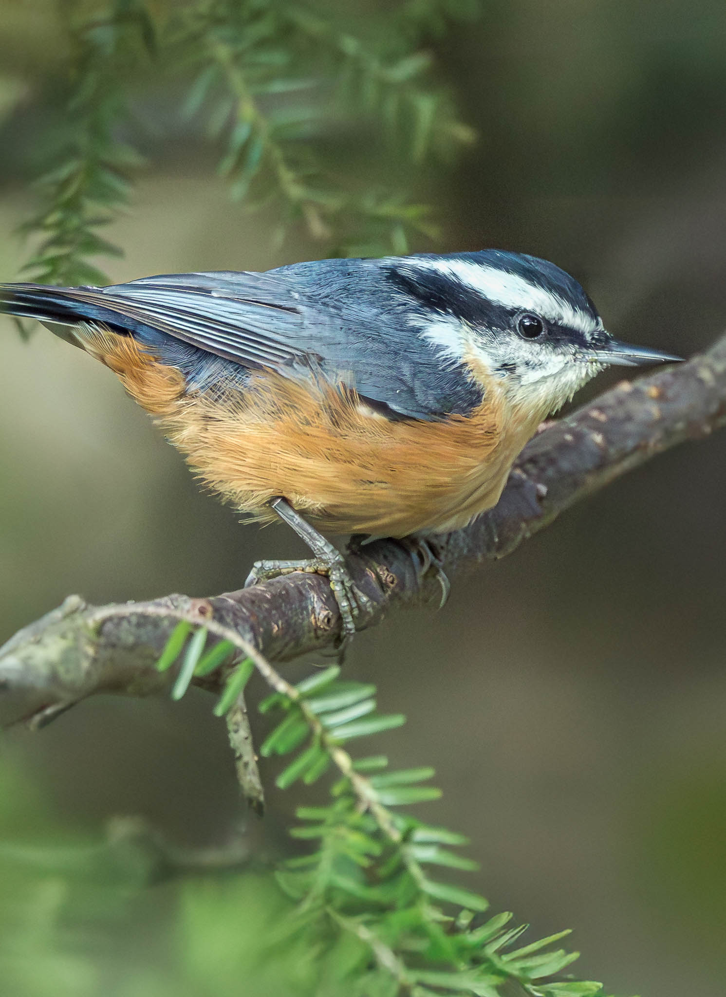 Red-breasted Nuthatch