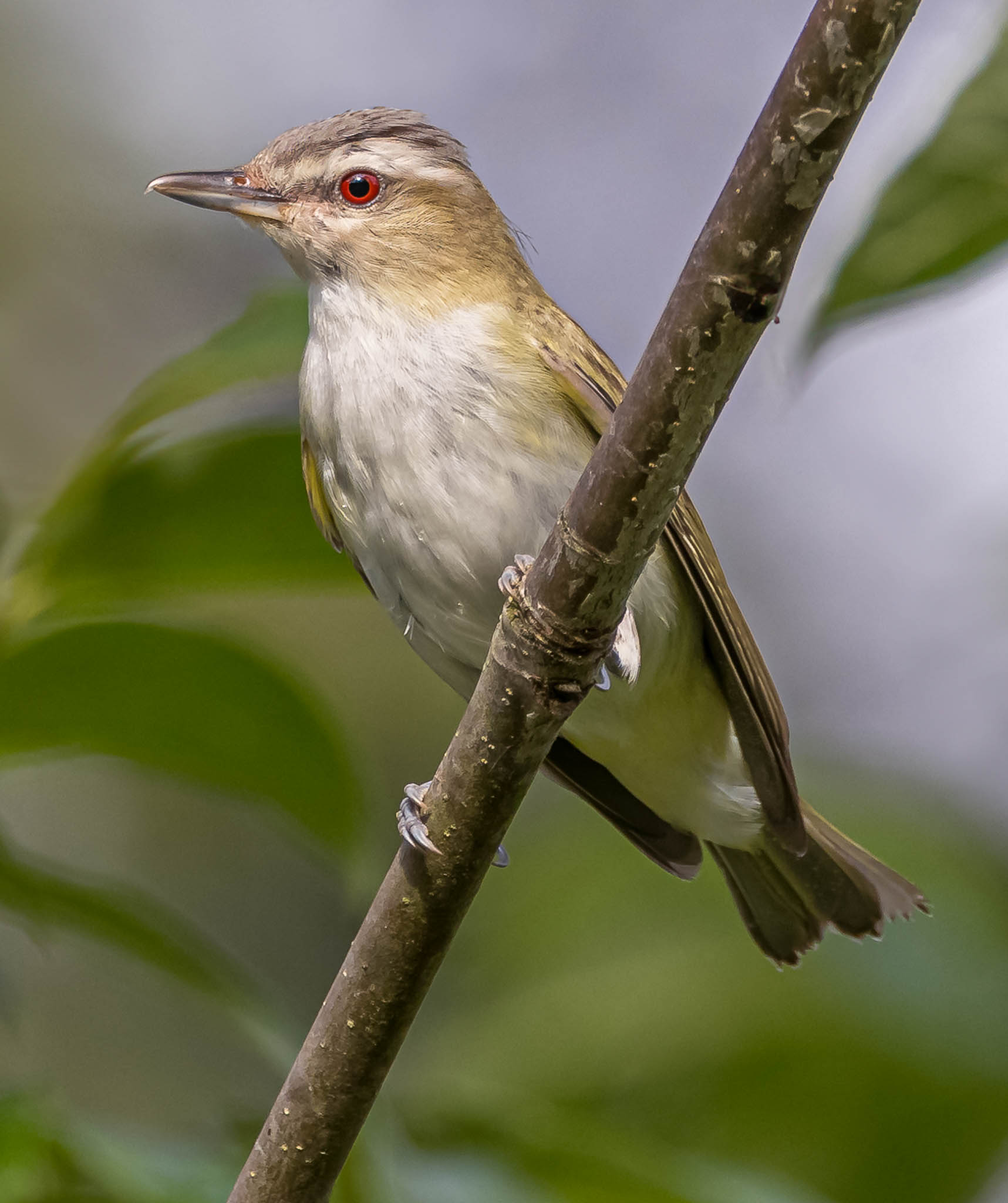 Red-eyed Vireo