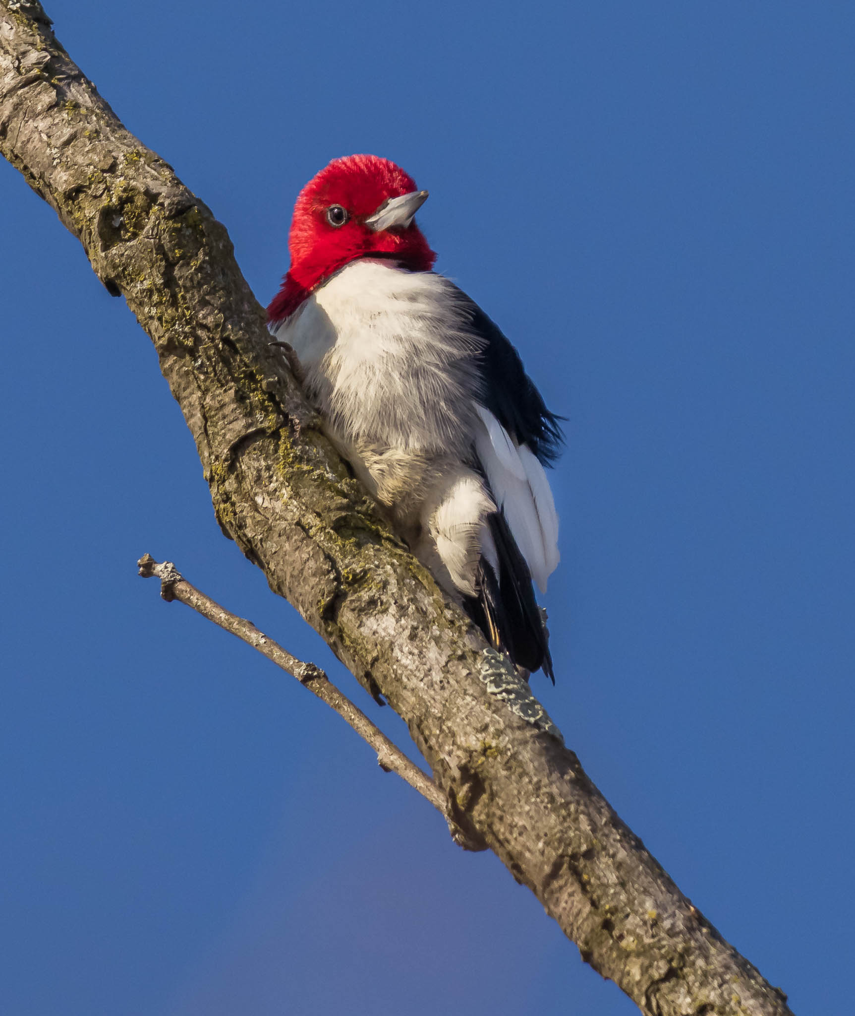 Red-headed Woodpecker