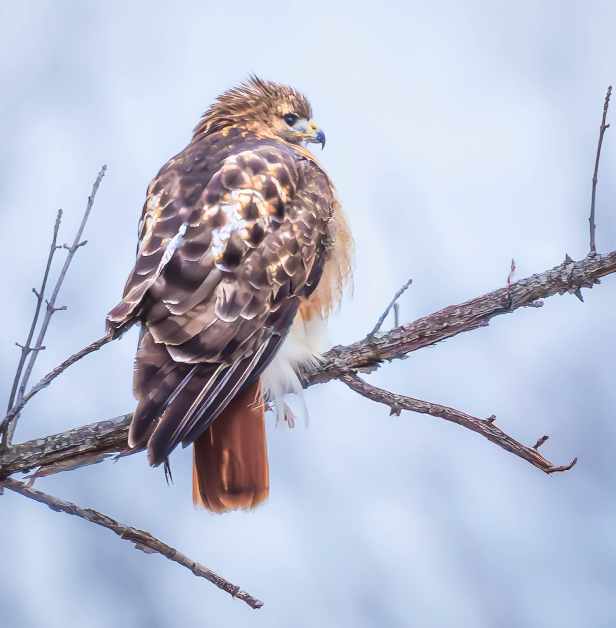 Red-tailed Hawk