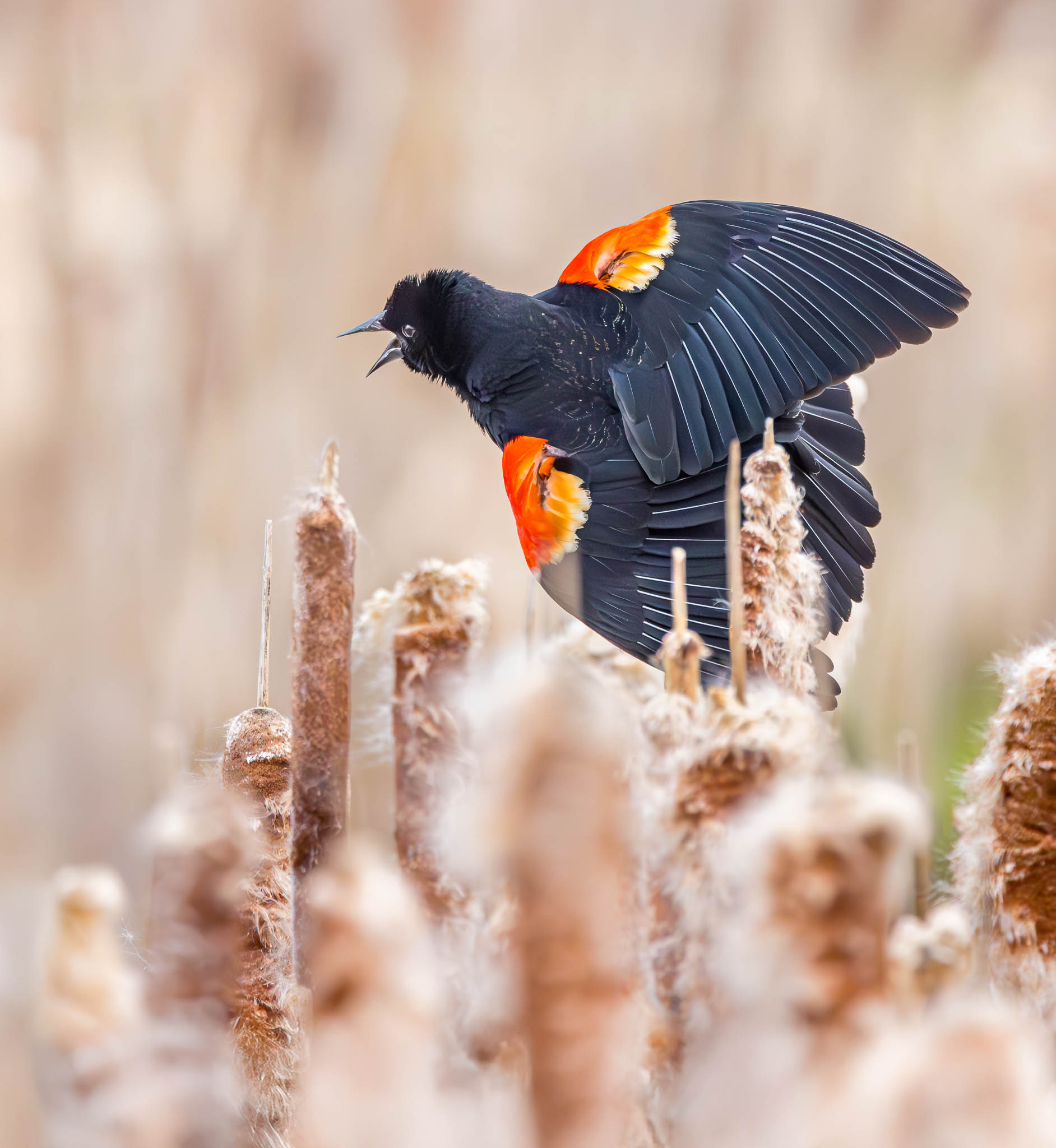Red-winged Blackbird
