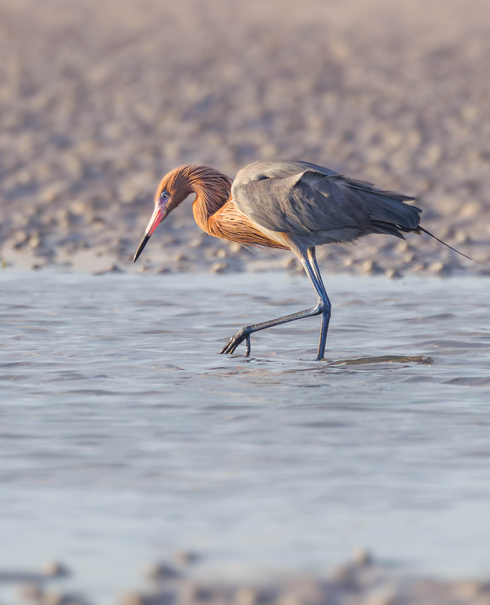 Reddish Egret