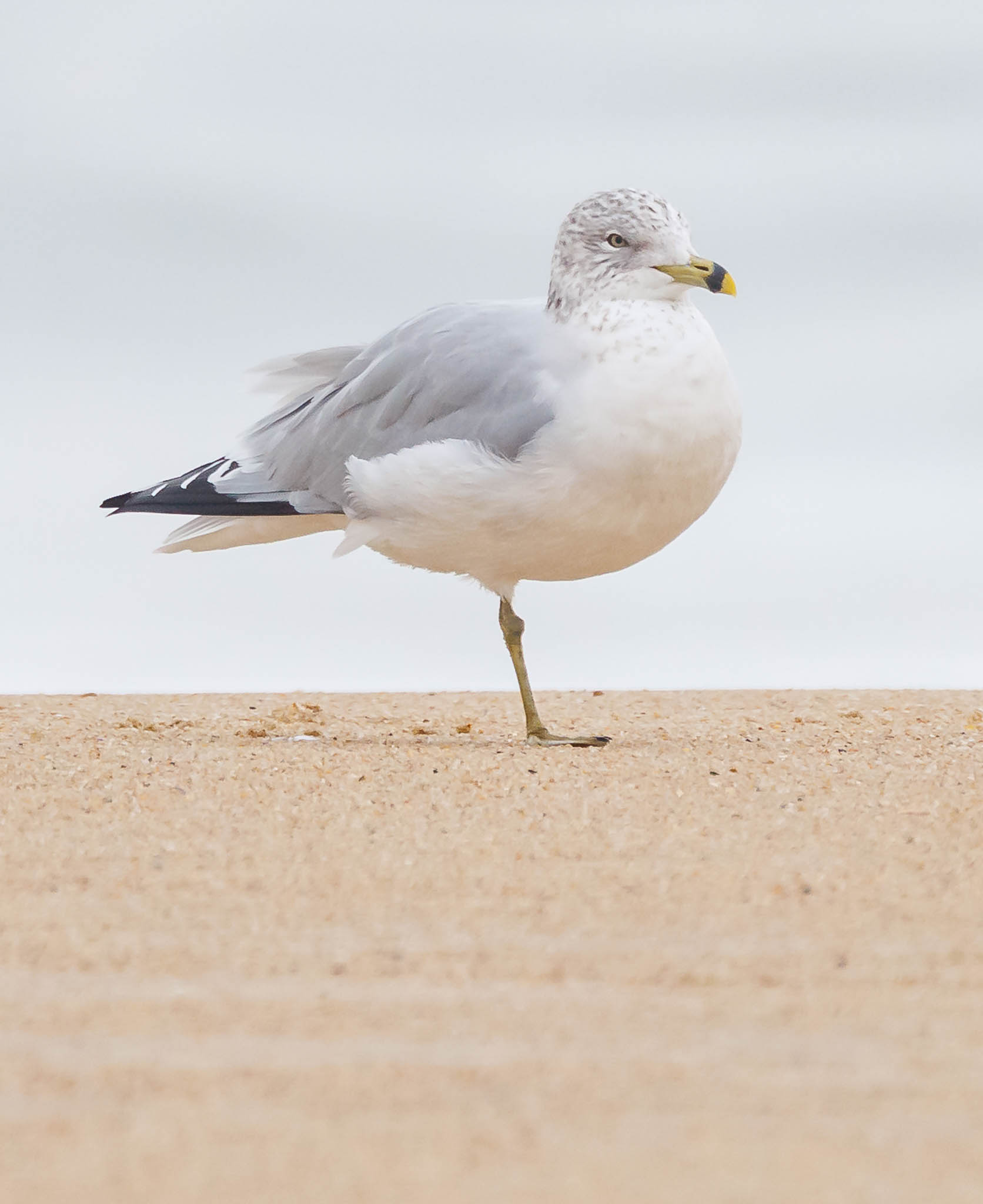 Ring-billed Gull