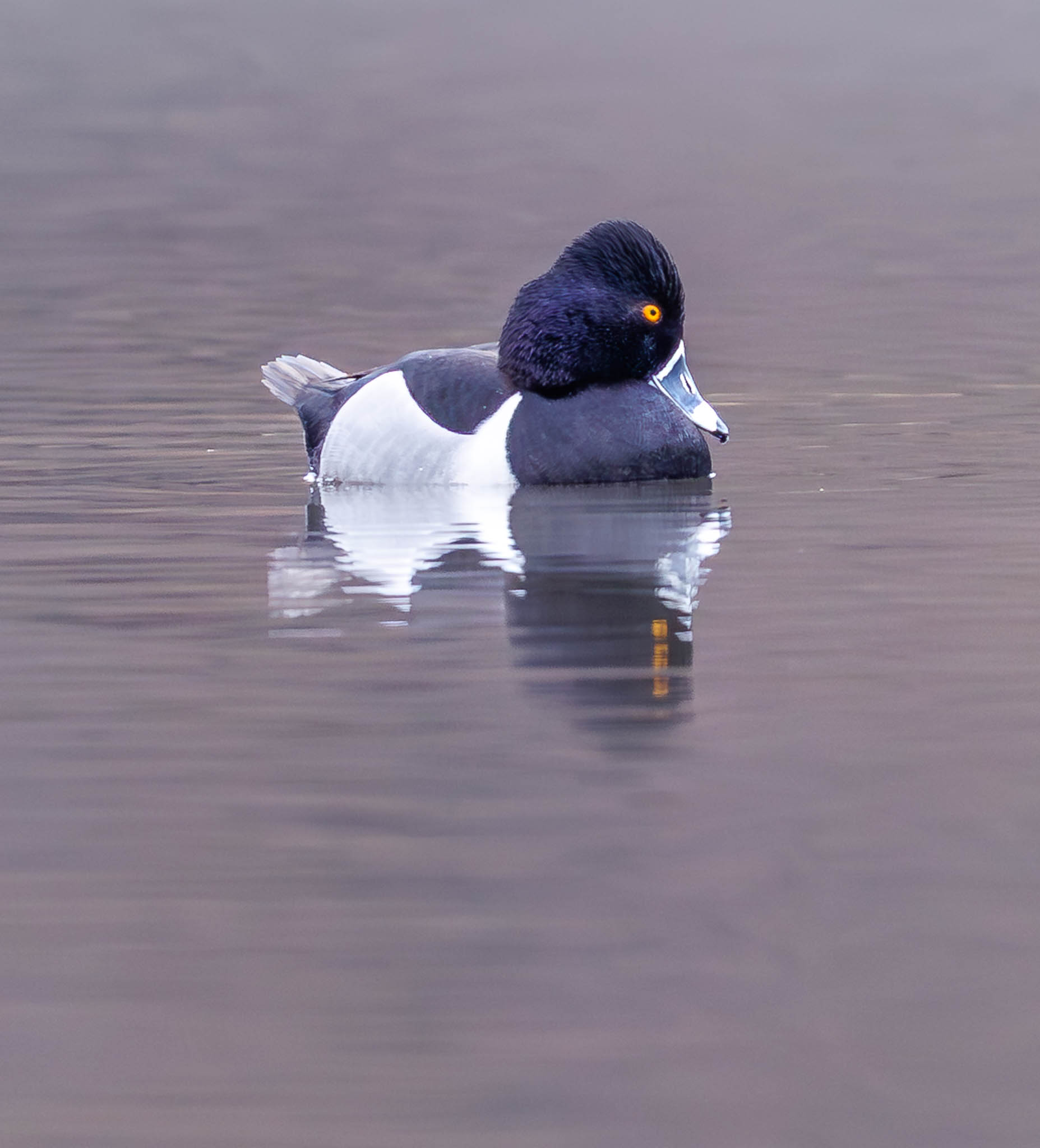 Ring-necked Duck