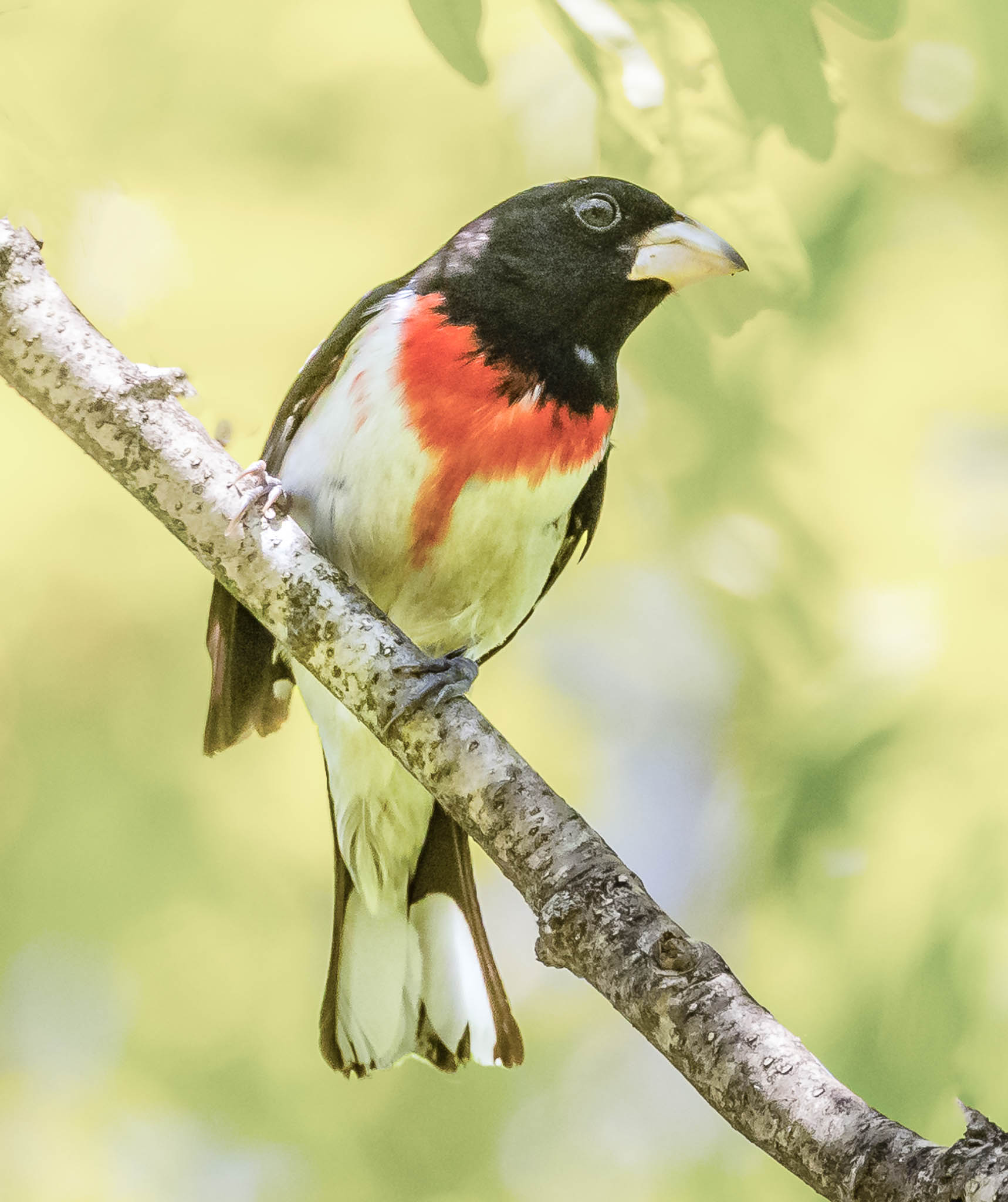 Rose-breasted Grosbeak