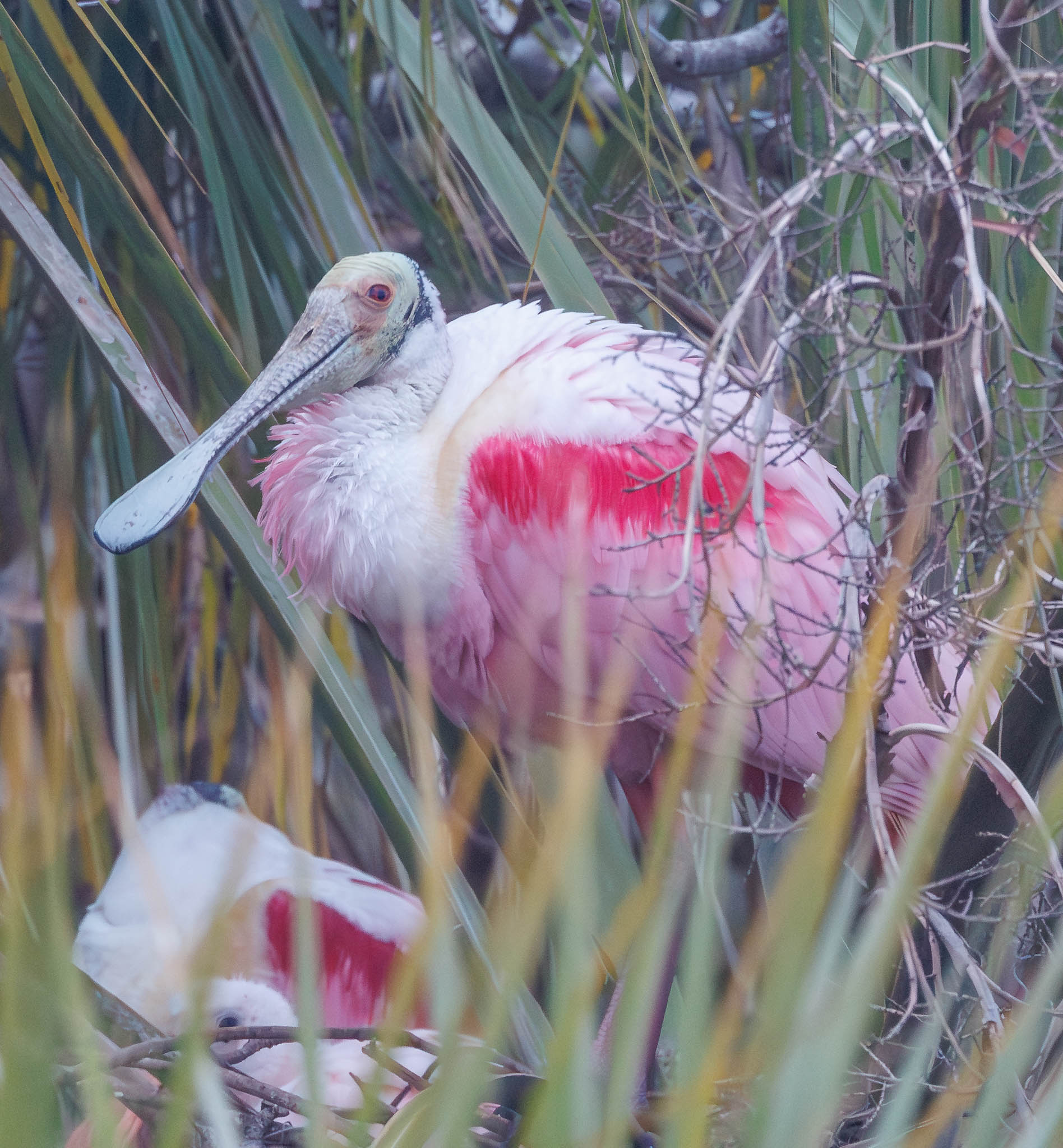 Roseate Spoonbill