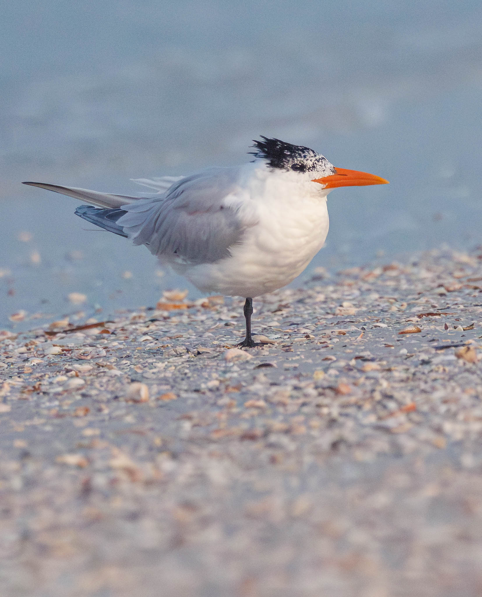 Royal Tern