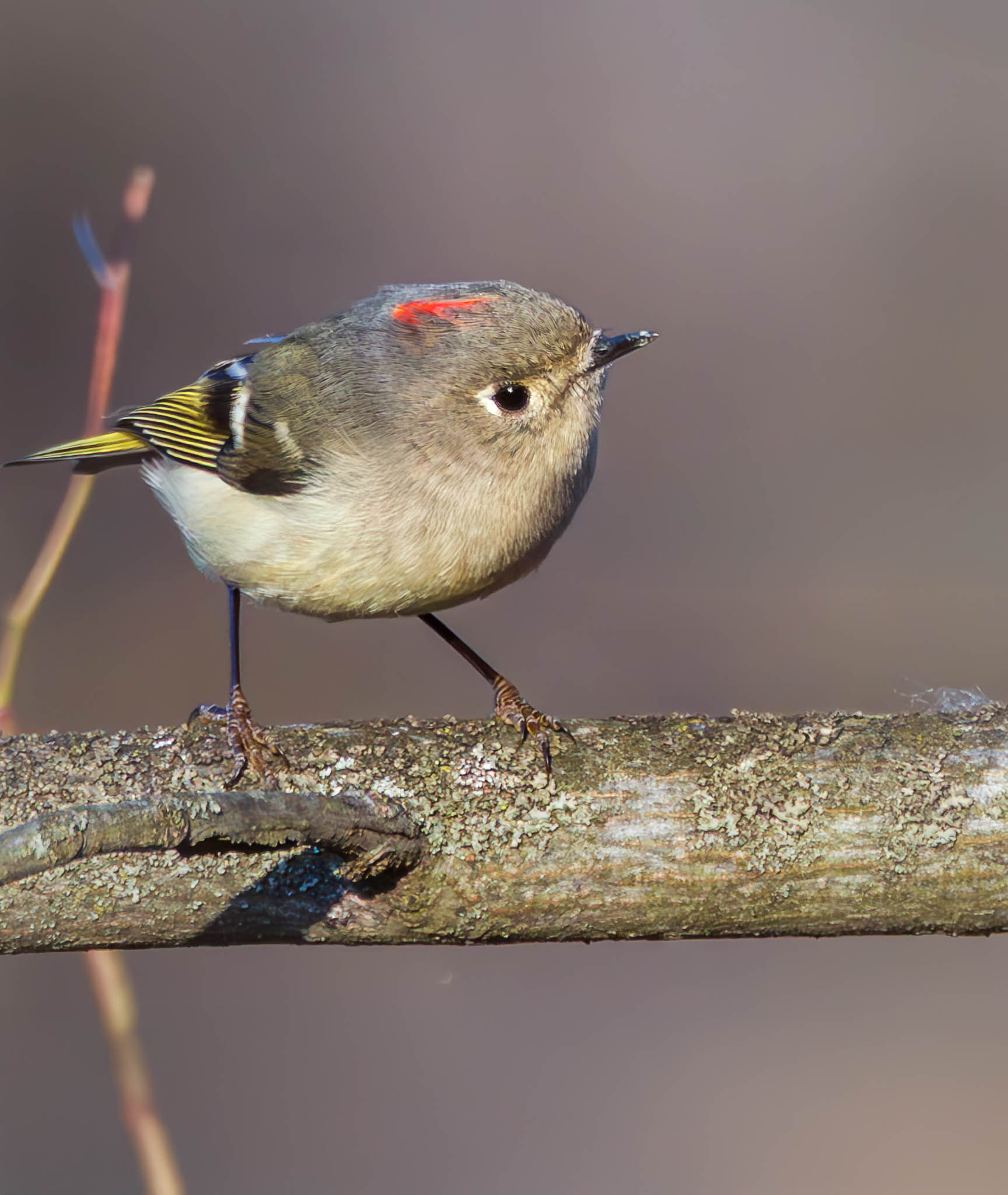 Ruby-crowned Kinglet
