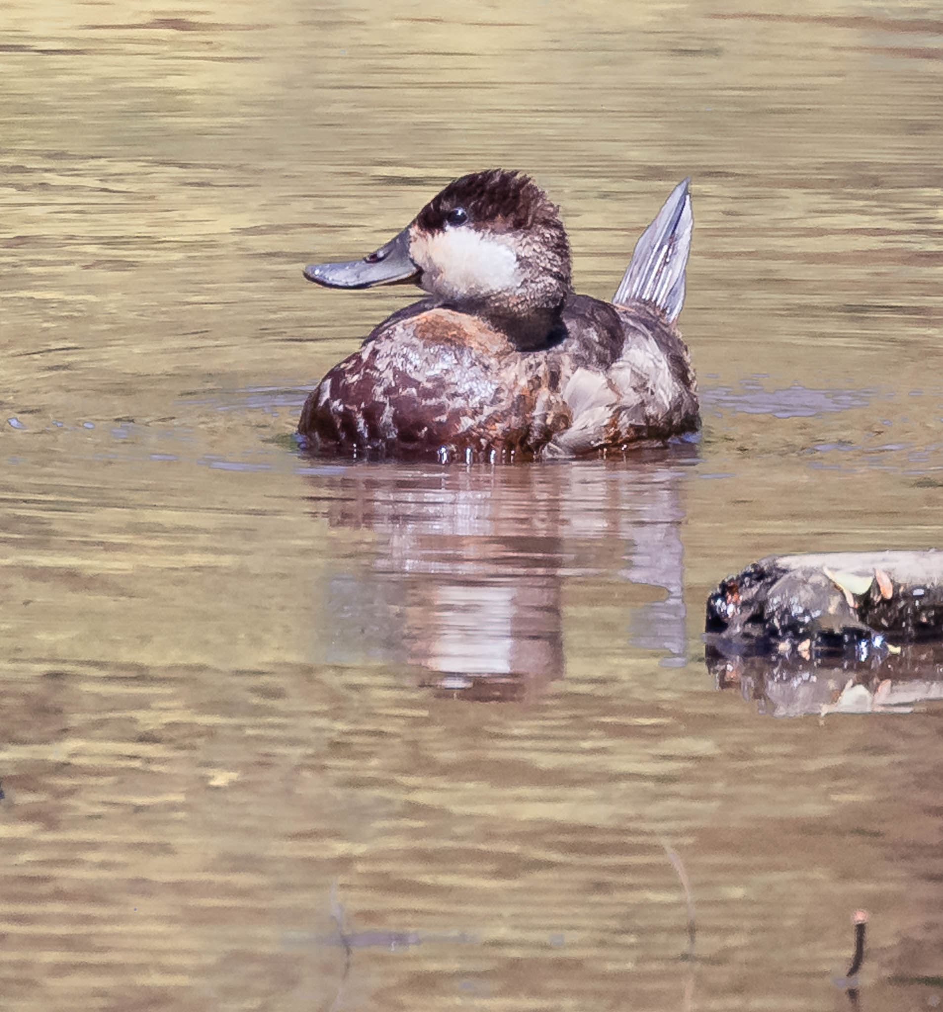 Ruddy Duck