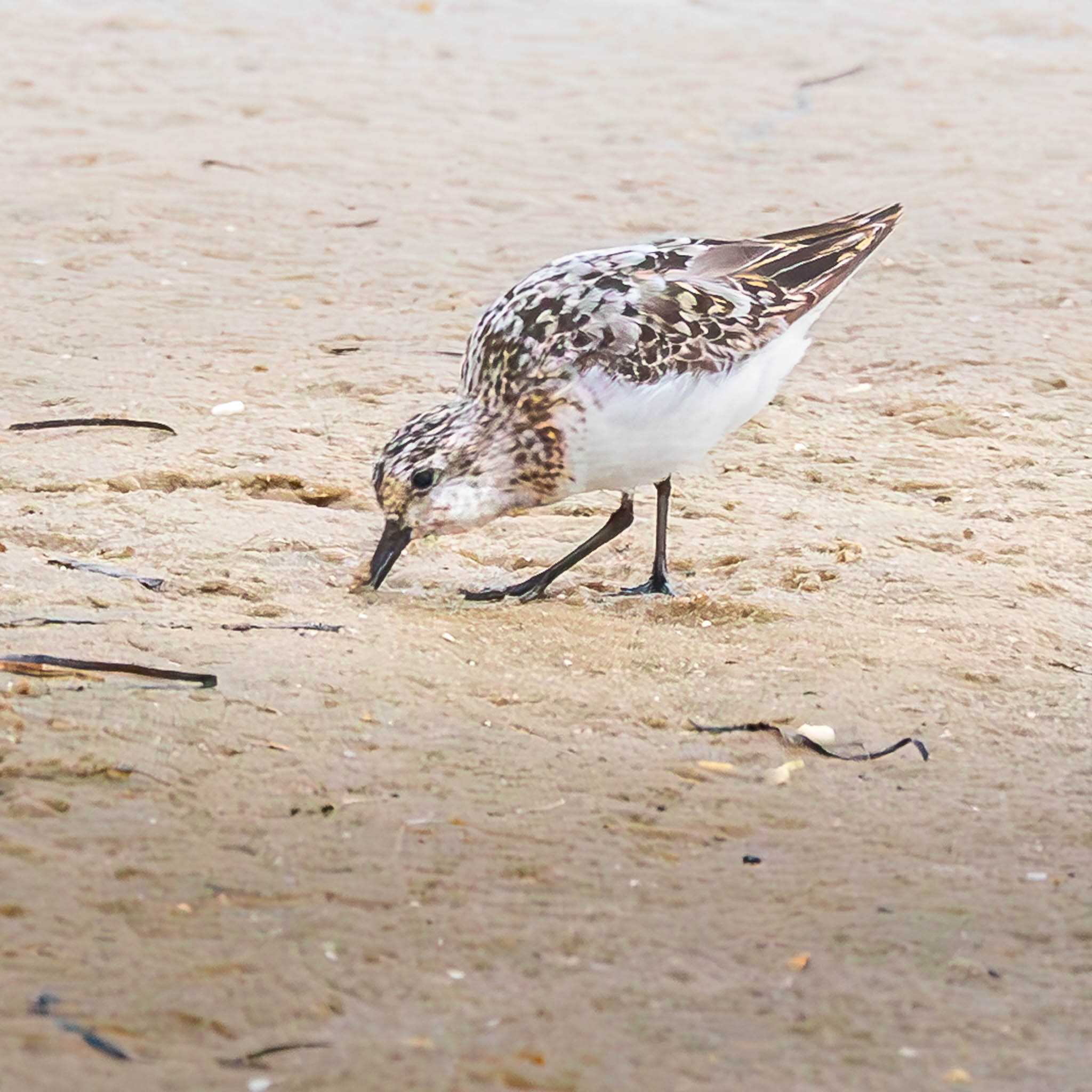 Sanderling